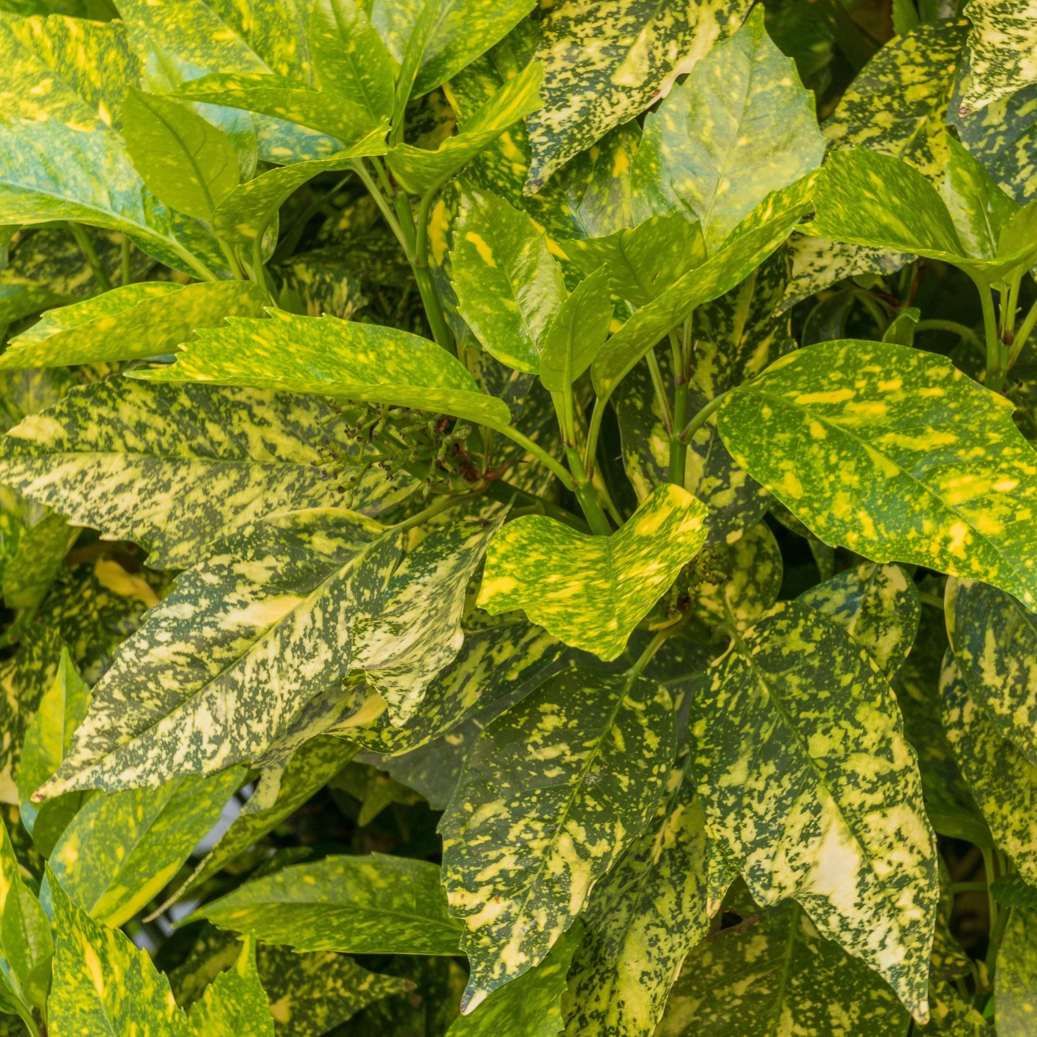 Aucuba japonica (Spotted Laurel) 1.5L (Multibuy Offers Available) - Image 4