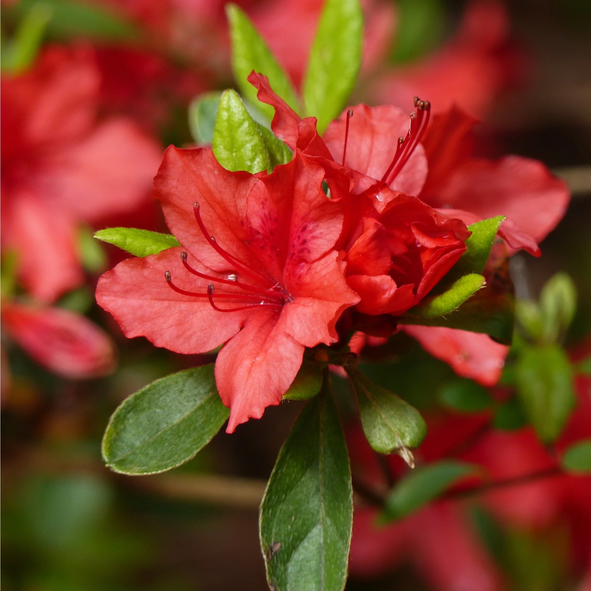 Azalea 'Arabesk' - Image 5