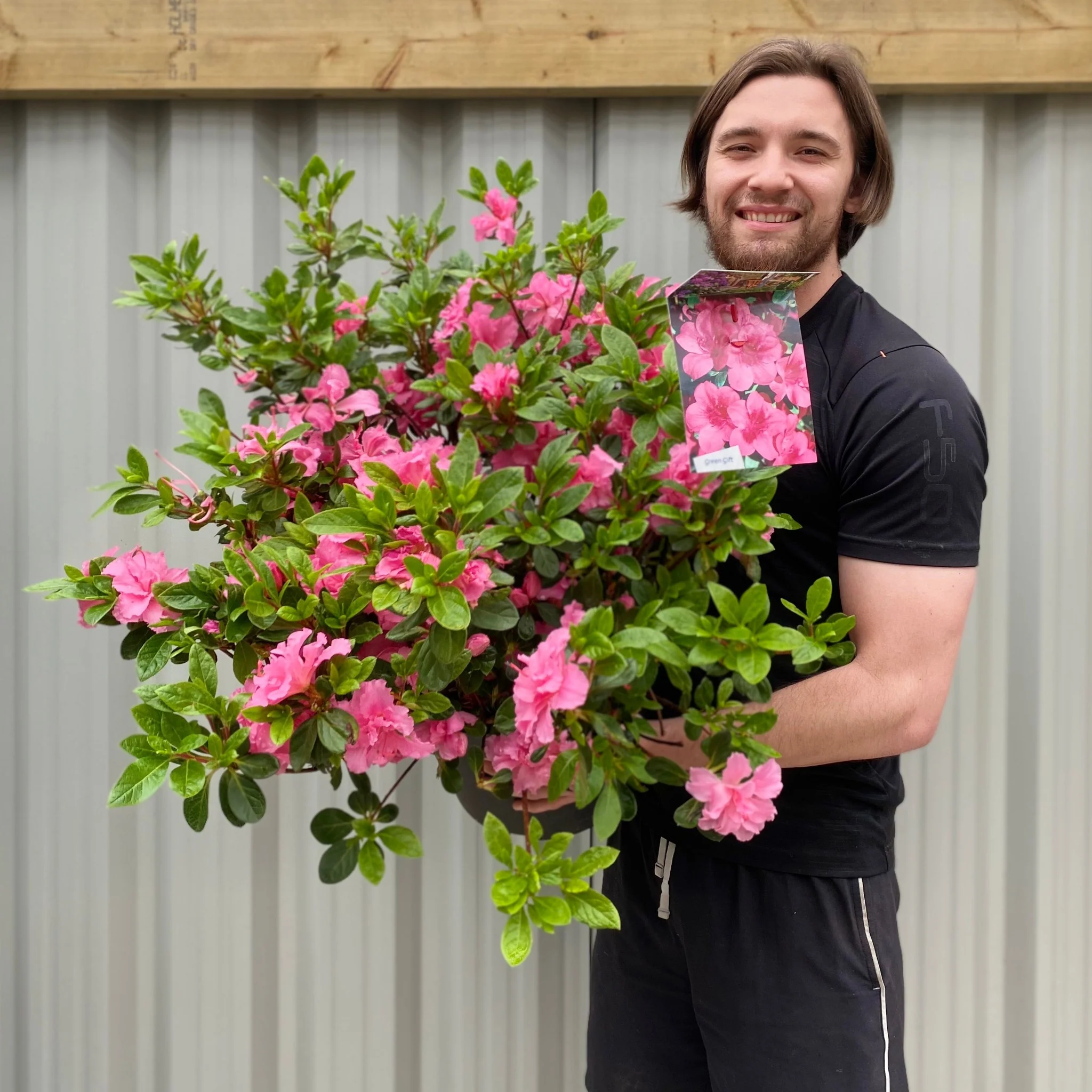 Azalea 'Conny' 1.5L/2L/10L
