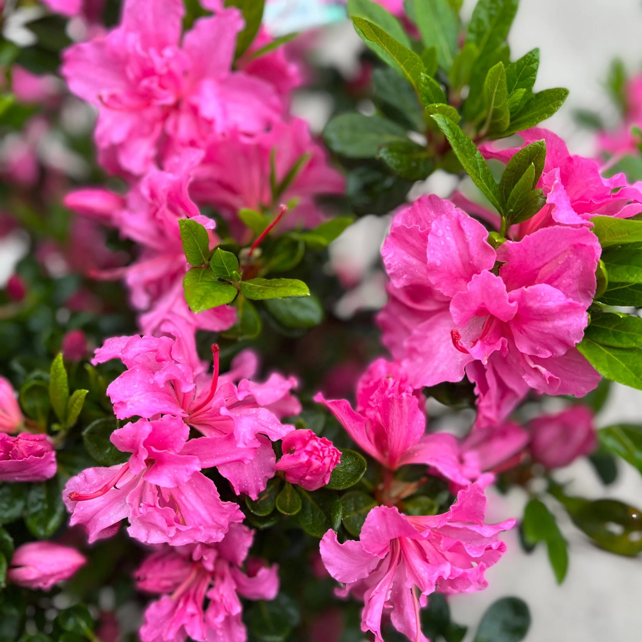 Azalea 'Conny' 1.5L/2L/10L - Image 3