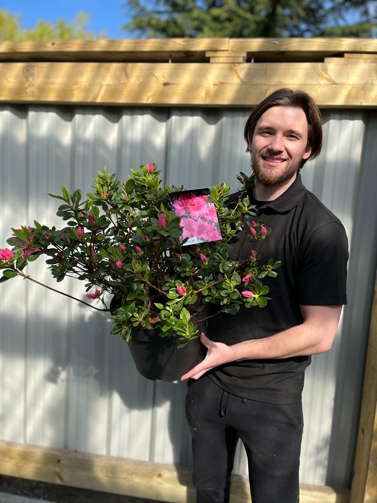 Azalea 'Conny' 1.5L/2L/10L - Image 4