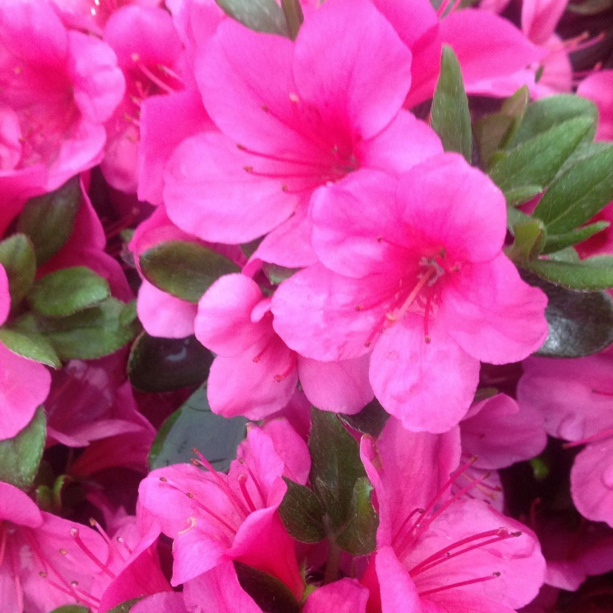Azalea 'Conny' 1.5L/2L/10L - Image 5