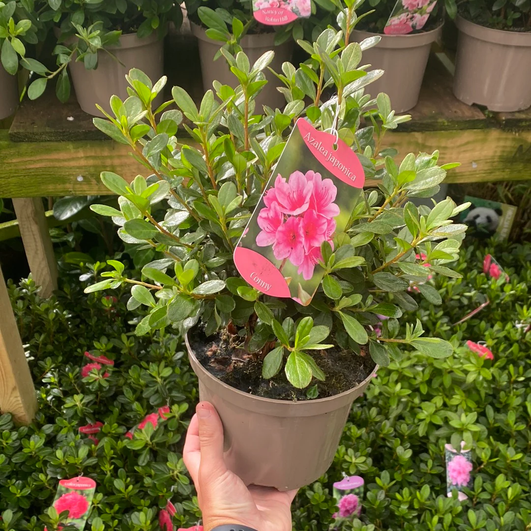 Azalea 'Conny' 1.5L/2L/10L - Image 7