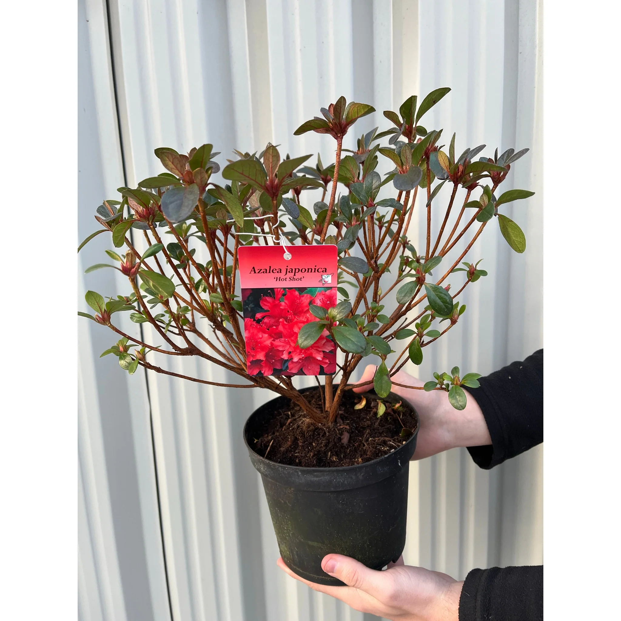 Azalea 'Hotshot' 2L - Image 3