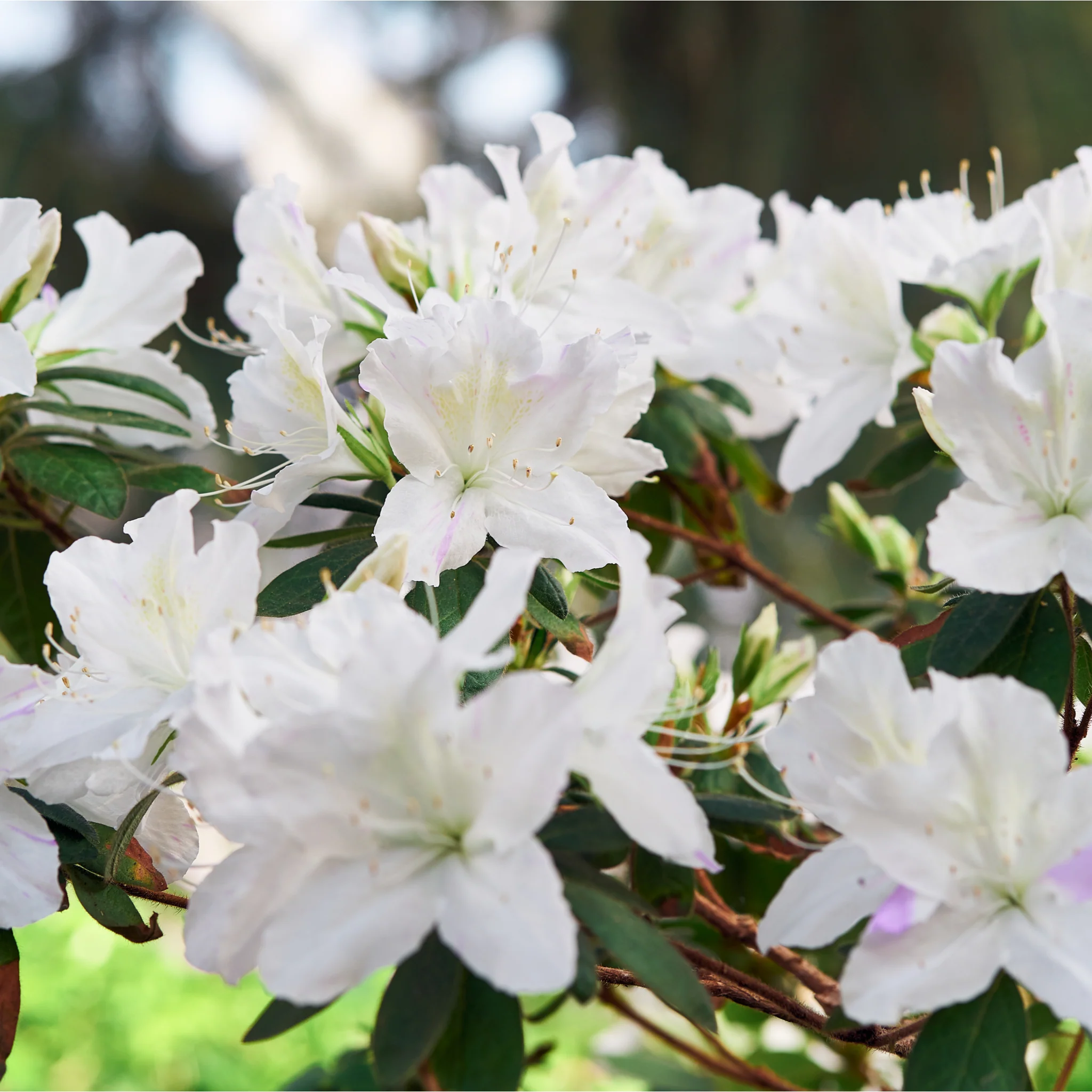 Azalea japonica 'Dorothy Heiden' 2L - Image 2
