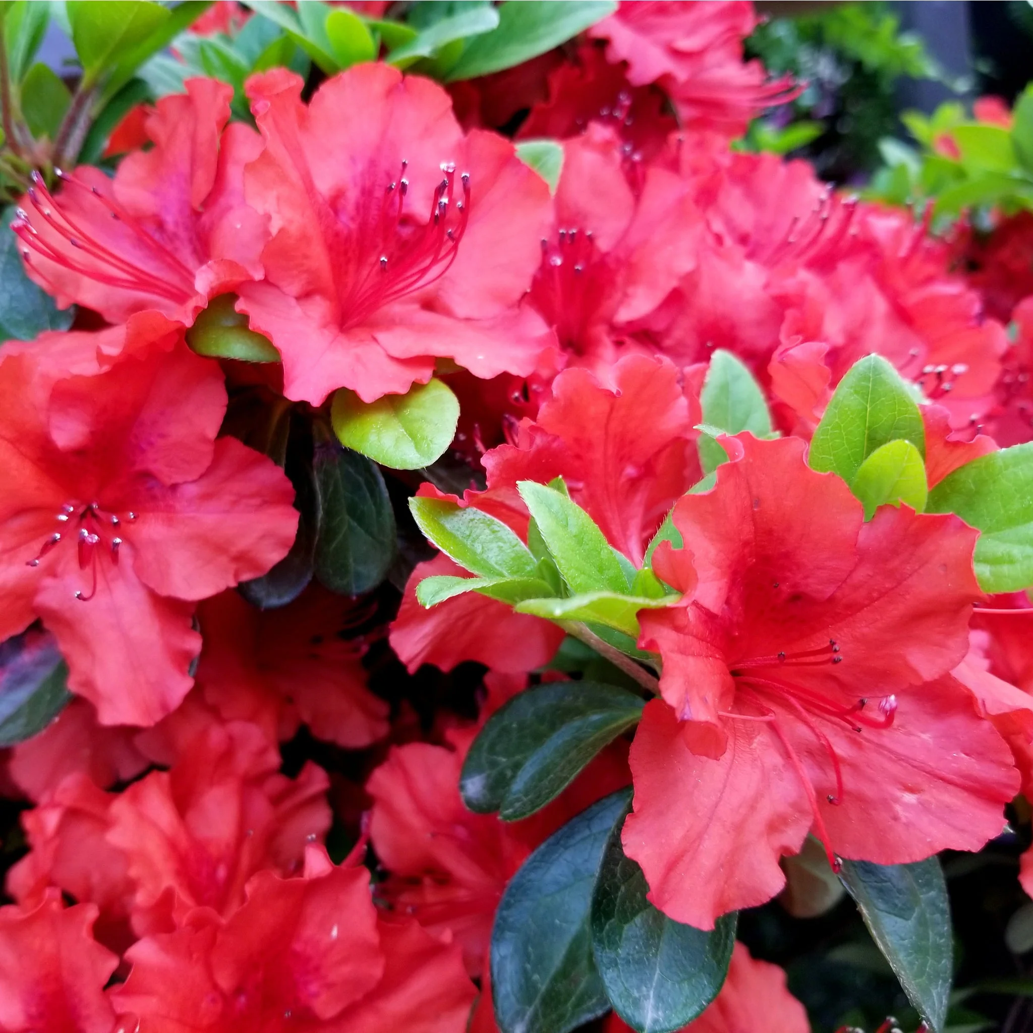 Azalea japonica 'Hot Shot Variegata' 2L - Image 2