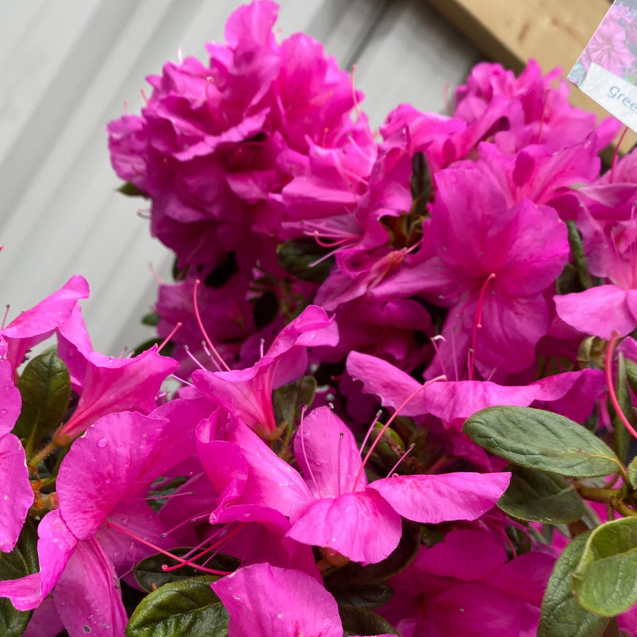 Azalea 'Koningstein' 3L - Image 2