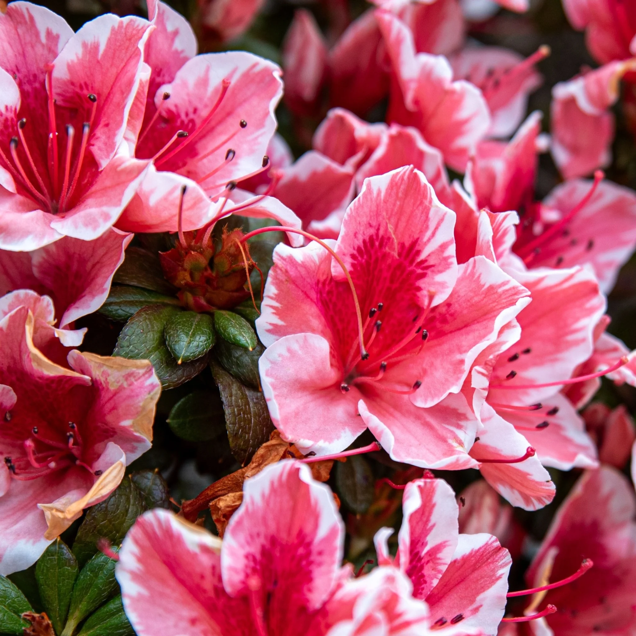 Azalea 'Melle' 2L