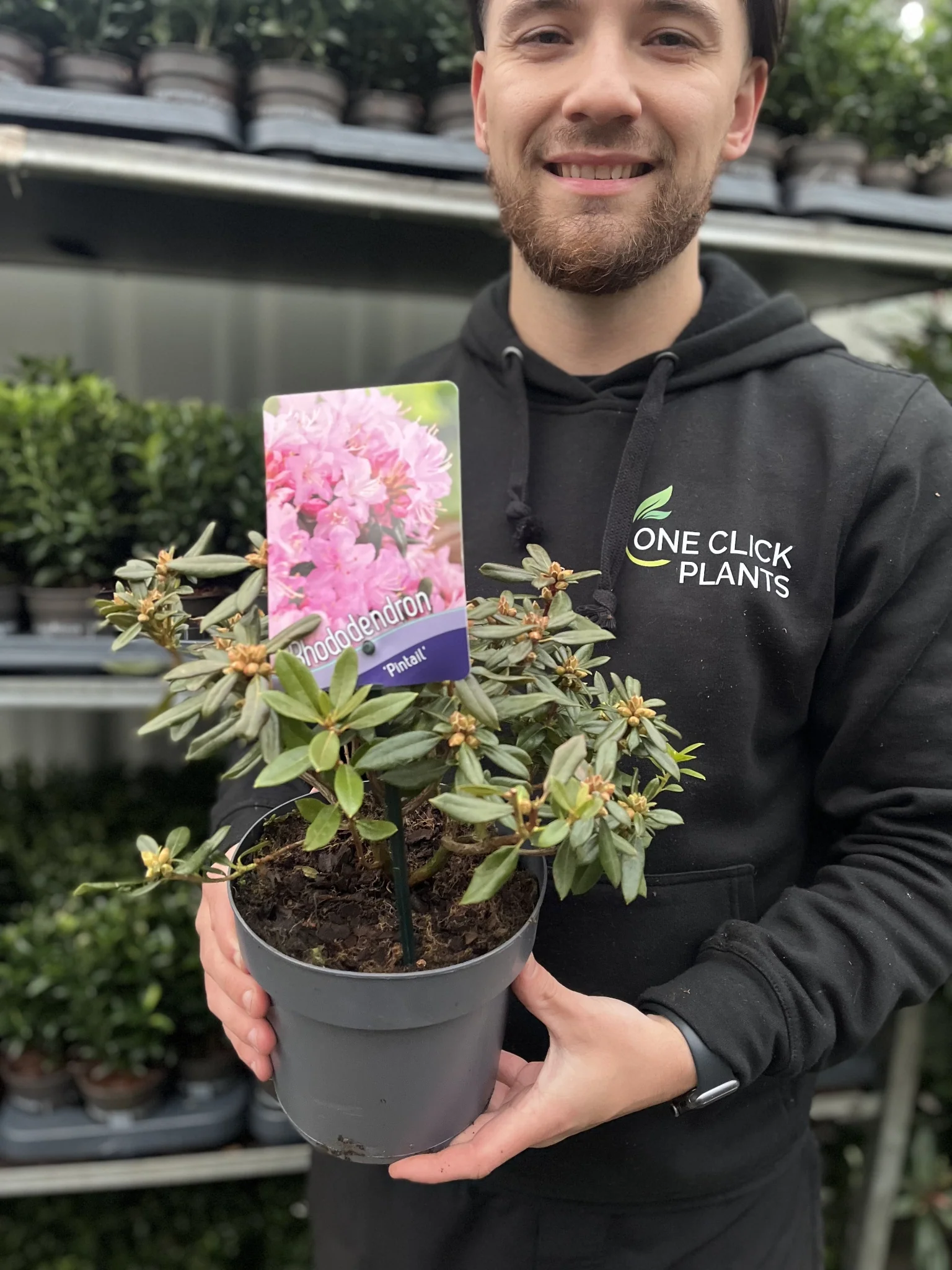 Azalea 'Pintail' 1L