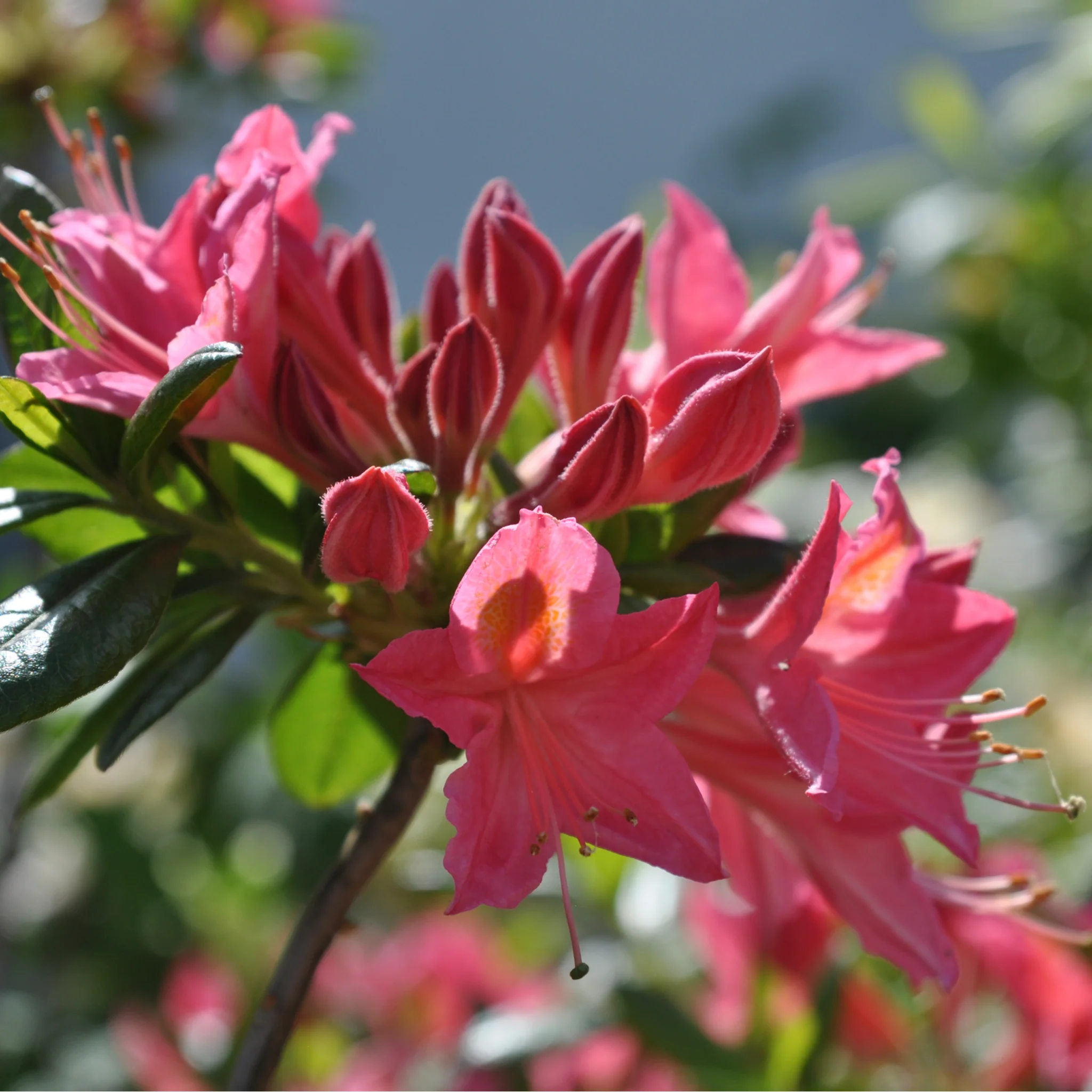 Azalea knaphill 'Jolie Madame' 5L (80-90cm inc. pot)