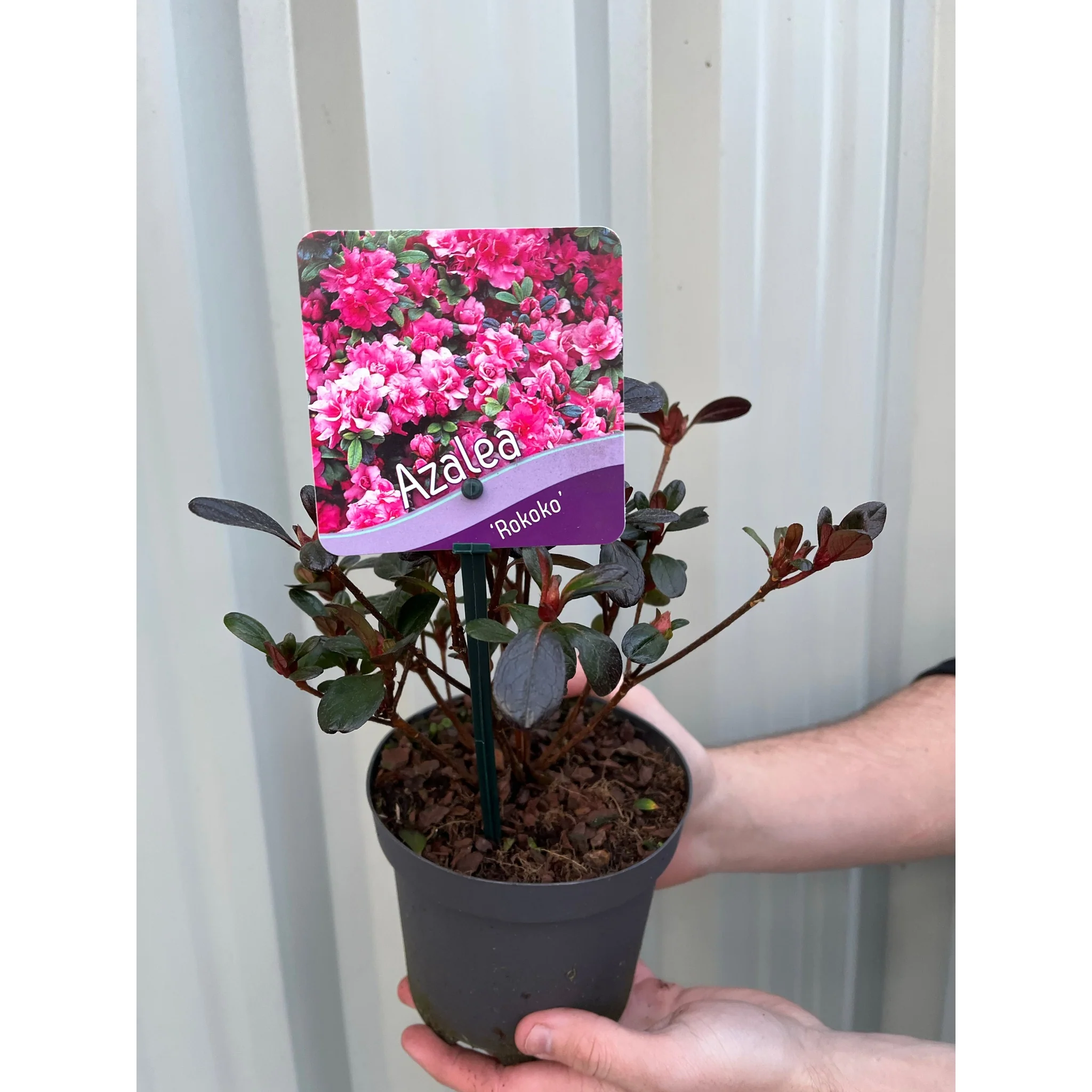 Azalea 'Rokoko' 1L - Image 2