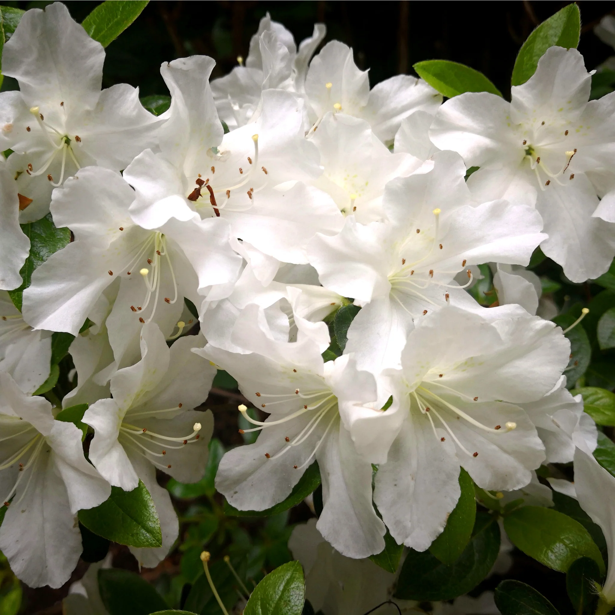 Azalea 'Schneewittchen' 2L - Image 2