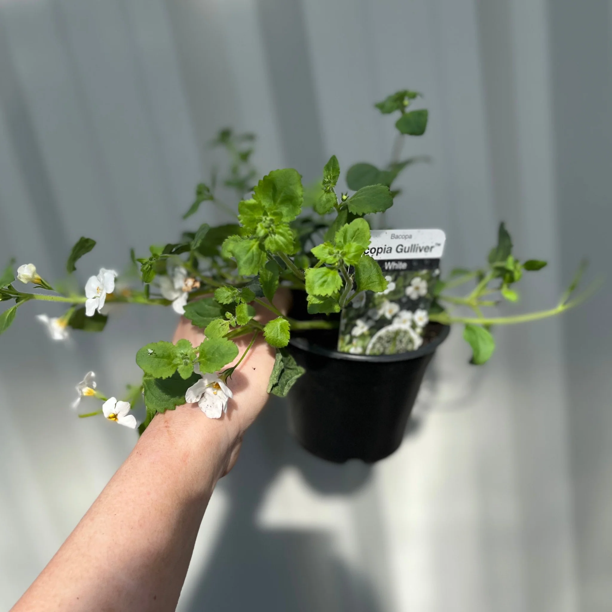 Bacopa White (9cm Growers Pot) - Image 2