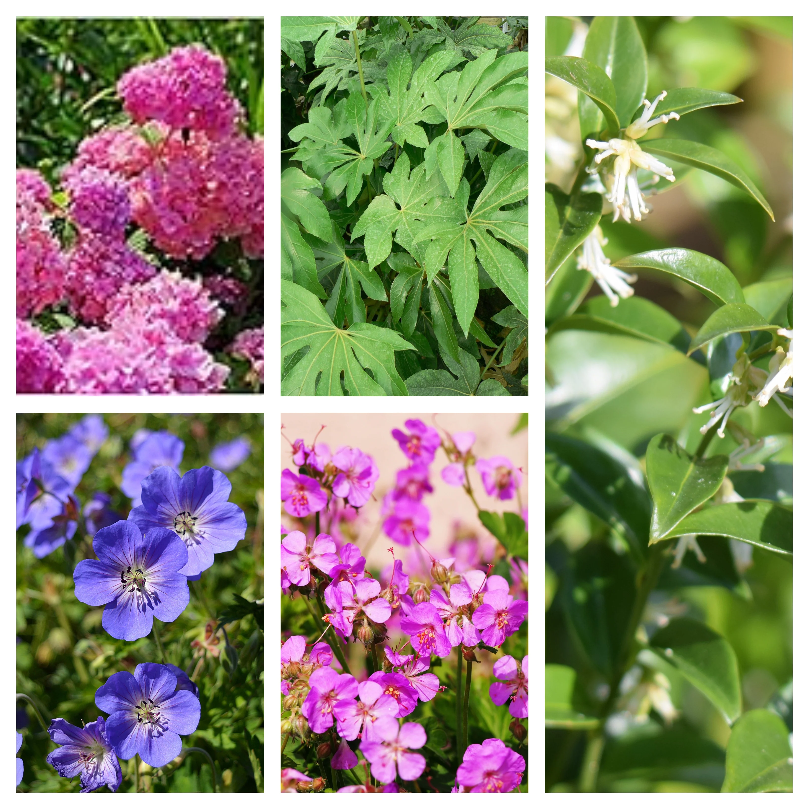 Beginners Plant Bundle (5 Plants) - Image 2