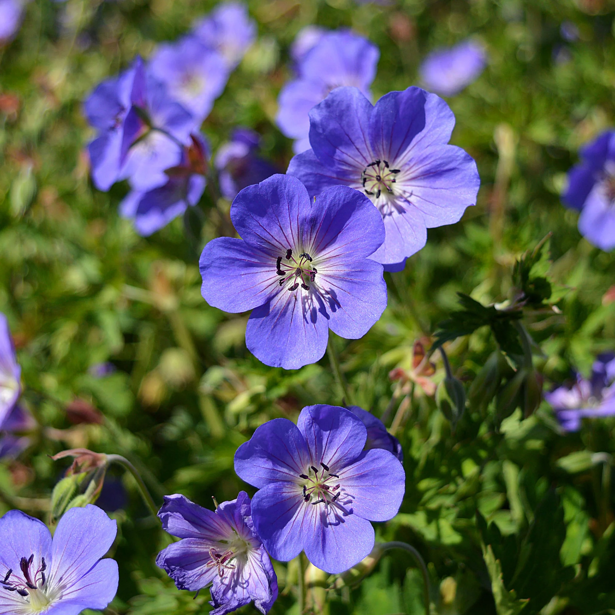 Beginners Plant Bundle (5 Plants) - Image 3