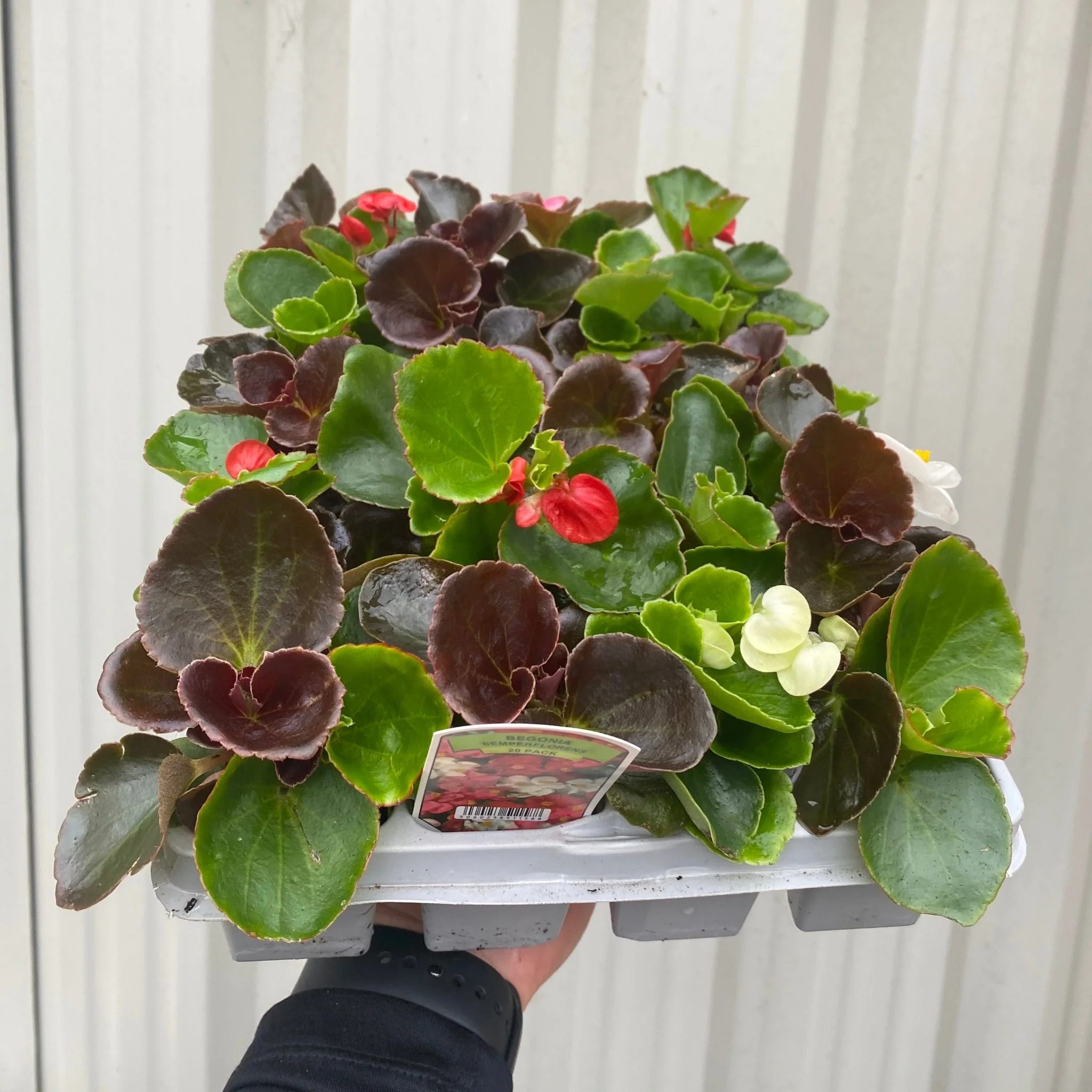 Begonia semperflorens (Tray of 20 Plants) - Image 3