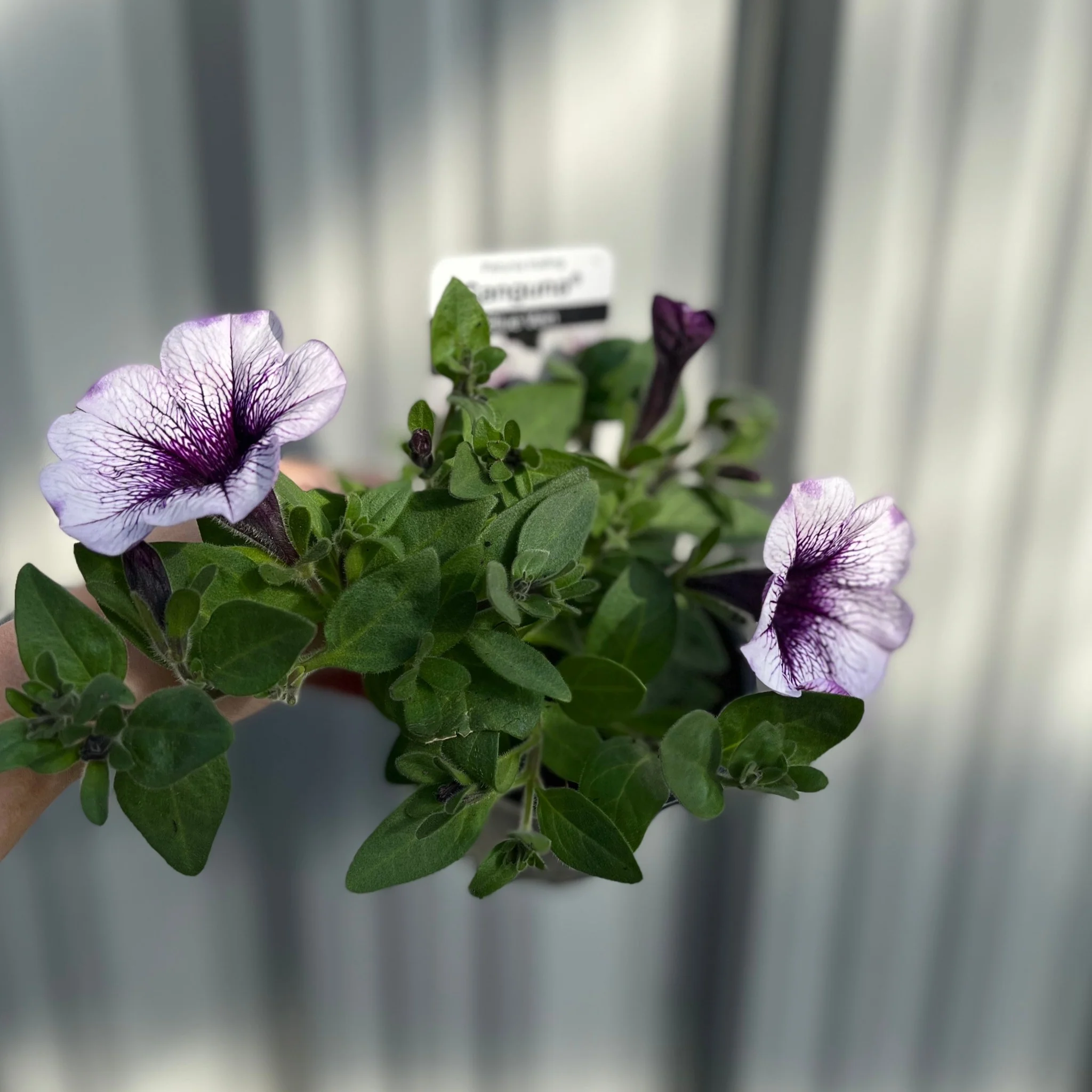 Blue Vein Trailing Petunia 'Surfinia' (9cm Pot) - Image 2