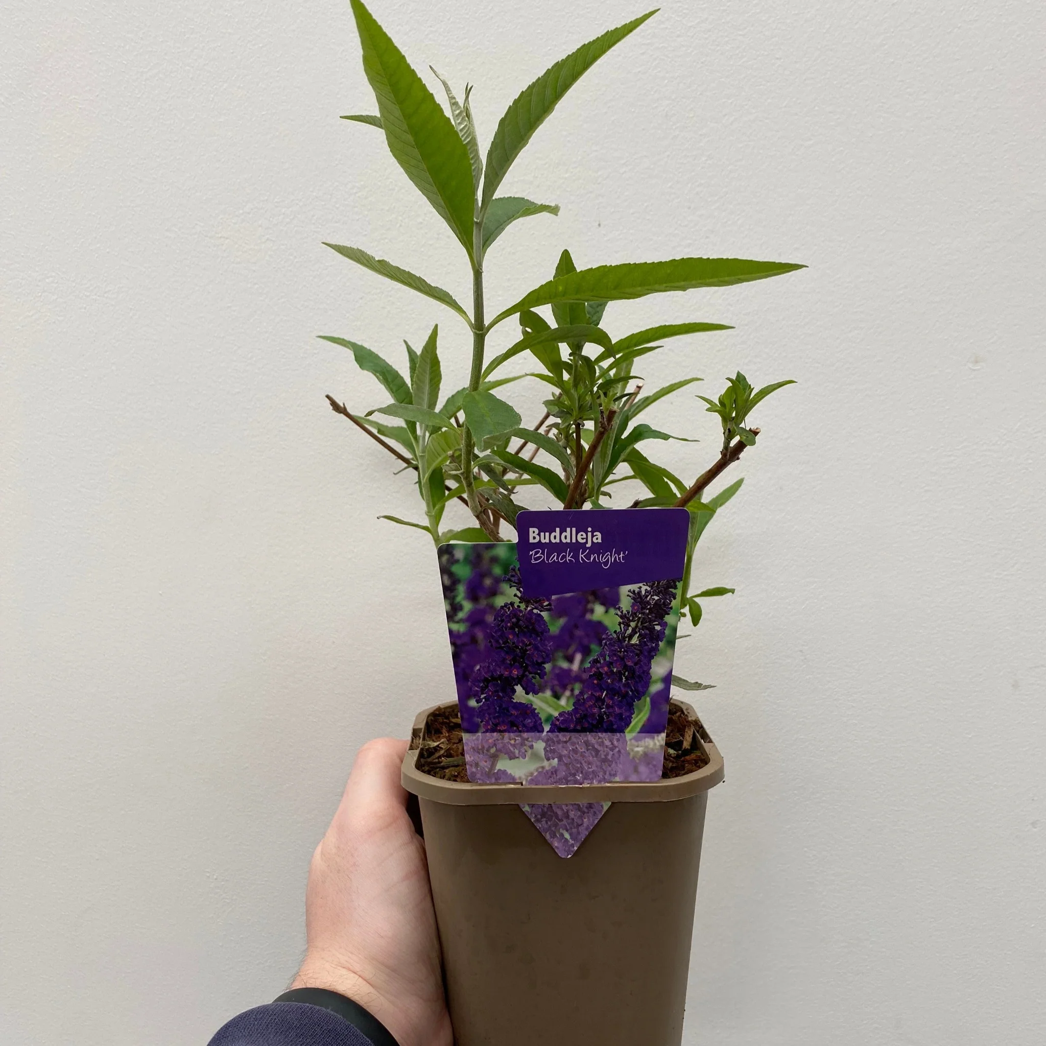 Buddleja davidii 'Black Knight' 1L / 2L - Image 3