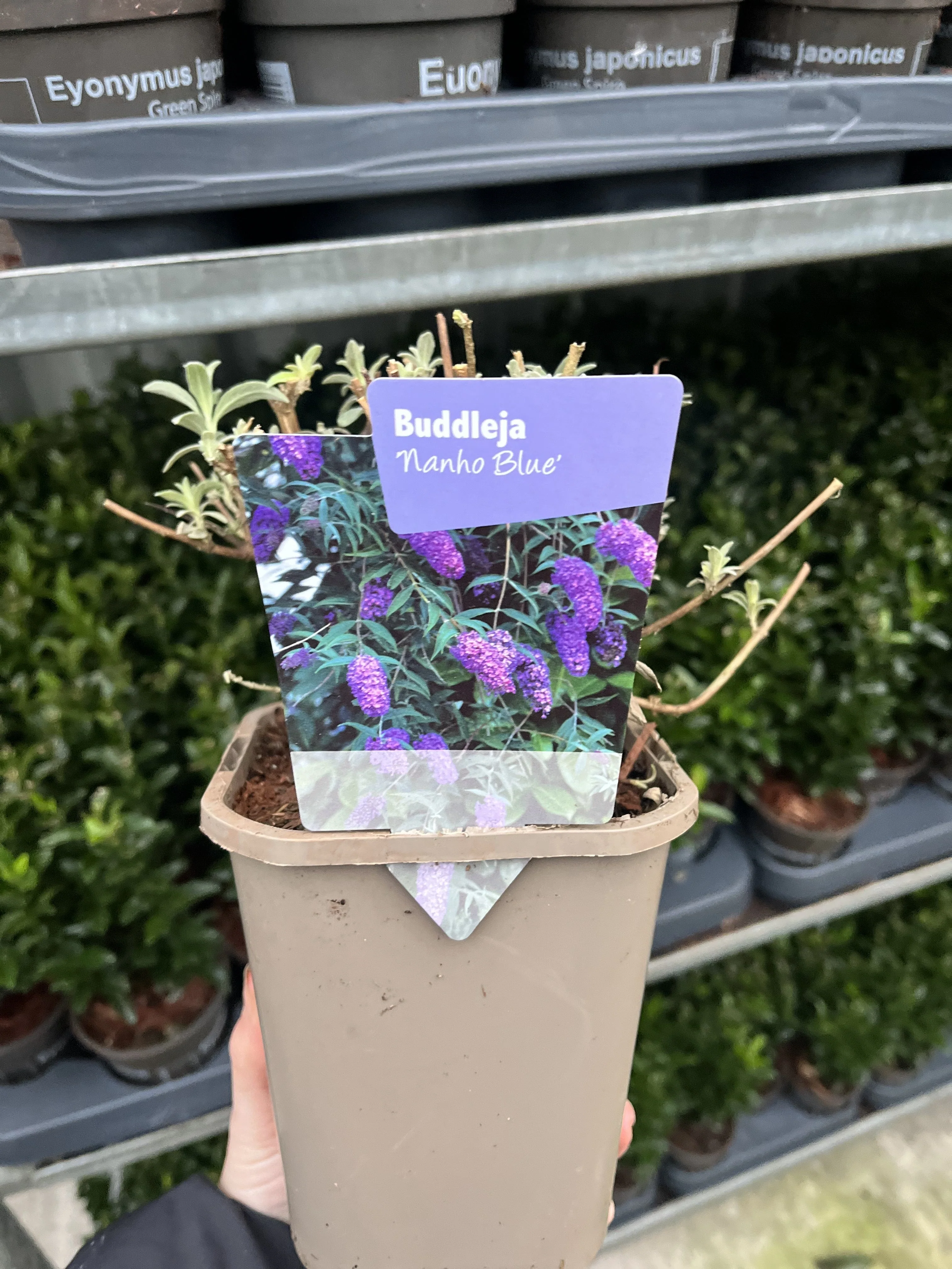 Buddleja davidii 'Nanho Blue' 1L - Image 2