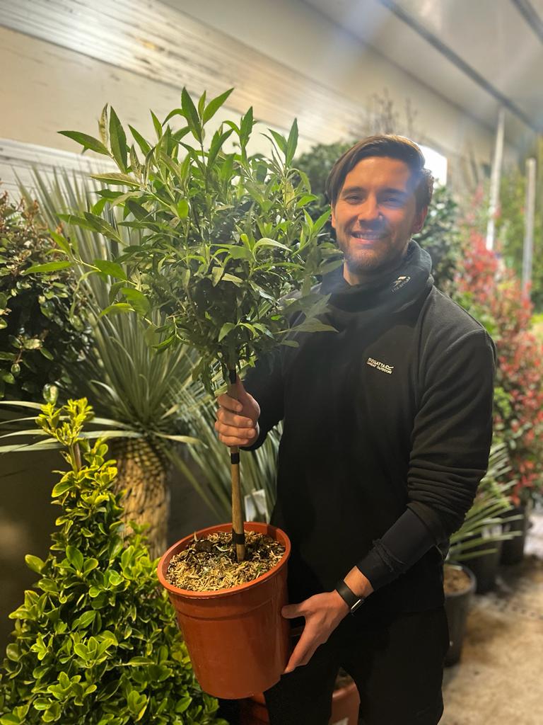 Buddleja Patio Tree - Mixed Colours 1m (Multibuy Offers Available) - Image 2
