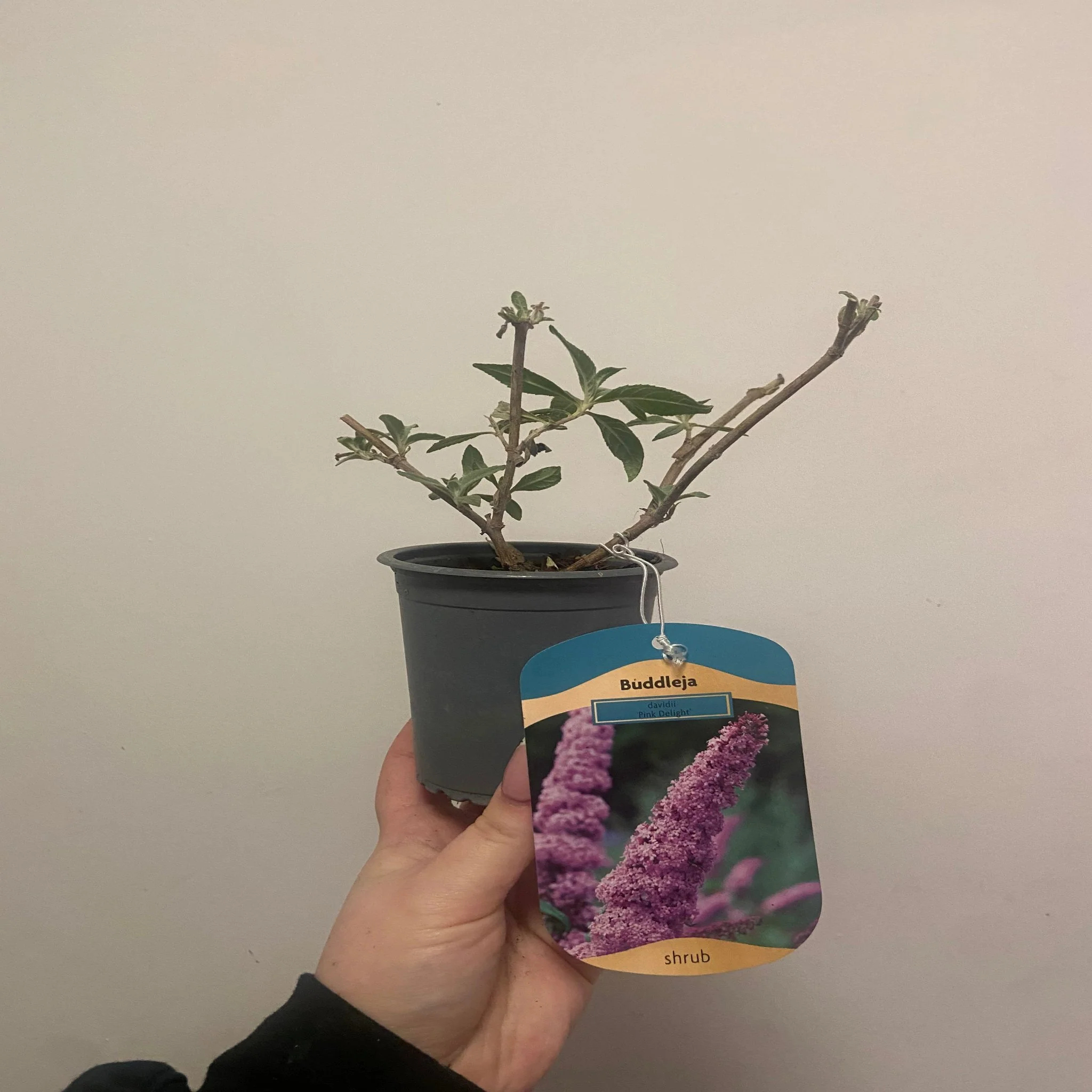 Buddleja davidii 'Pink Delight' 9cm/1L - Image 3