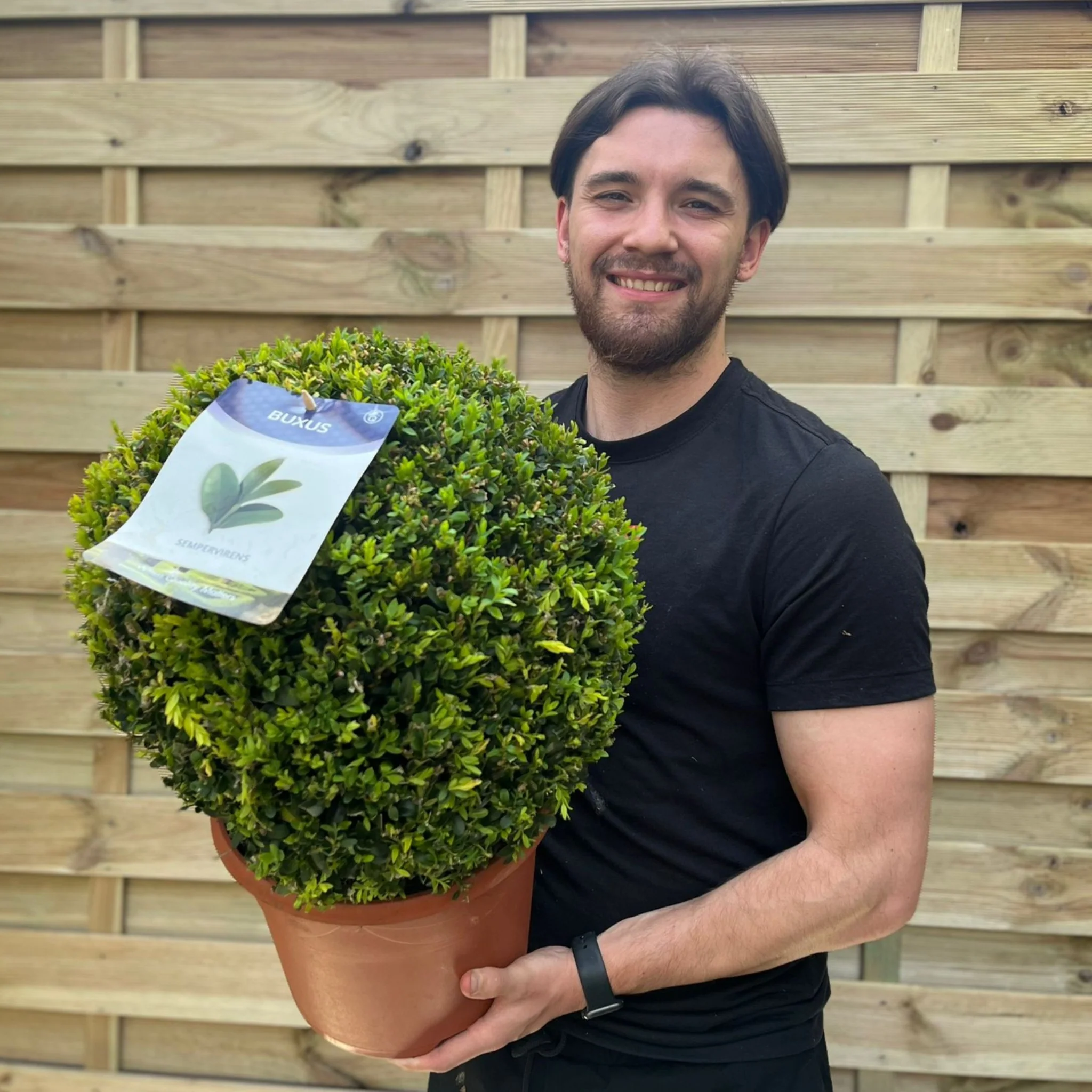 Buxus/Topiary Ball (Buxus sempervirens) - Image 7