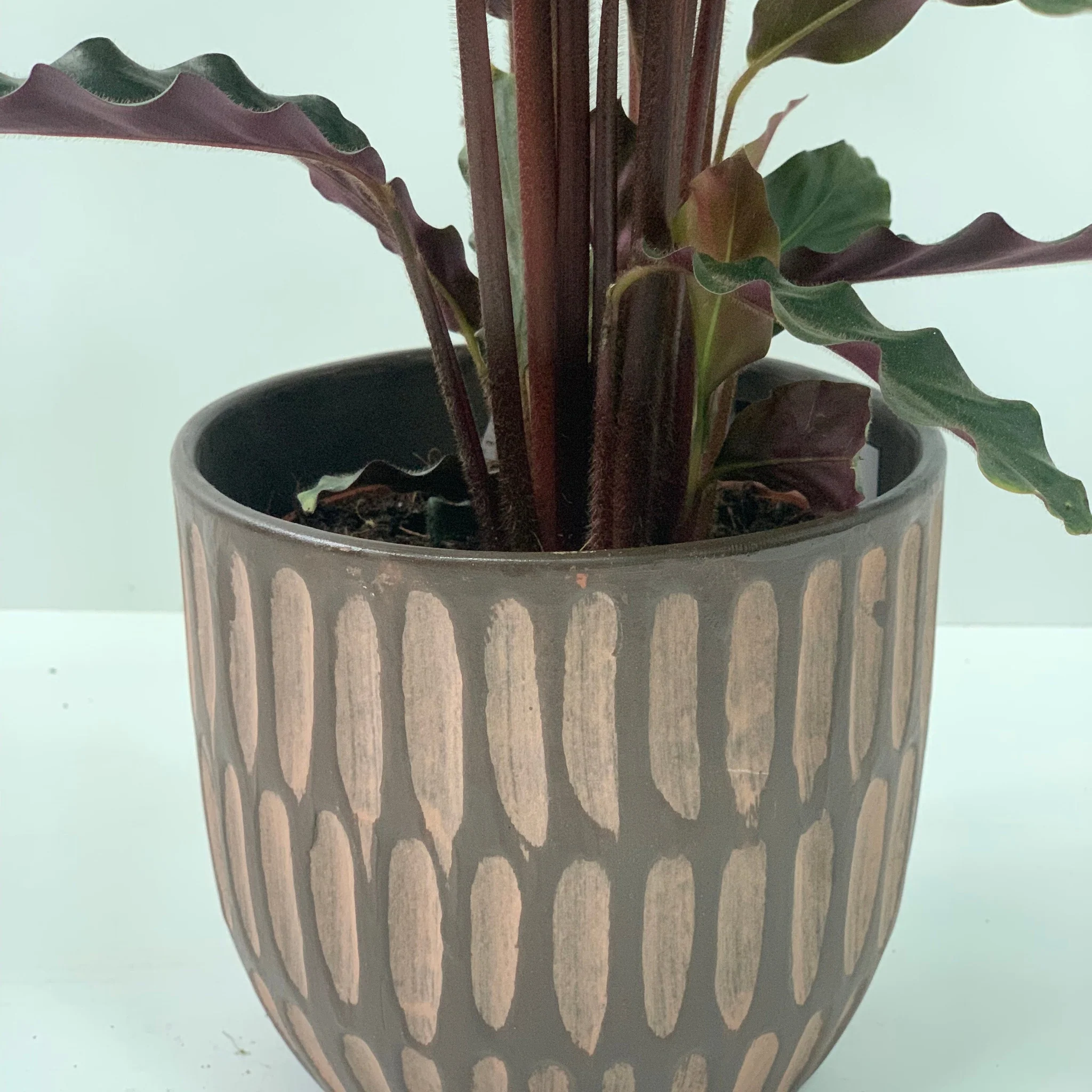 Calathea Tropistar - Image 10