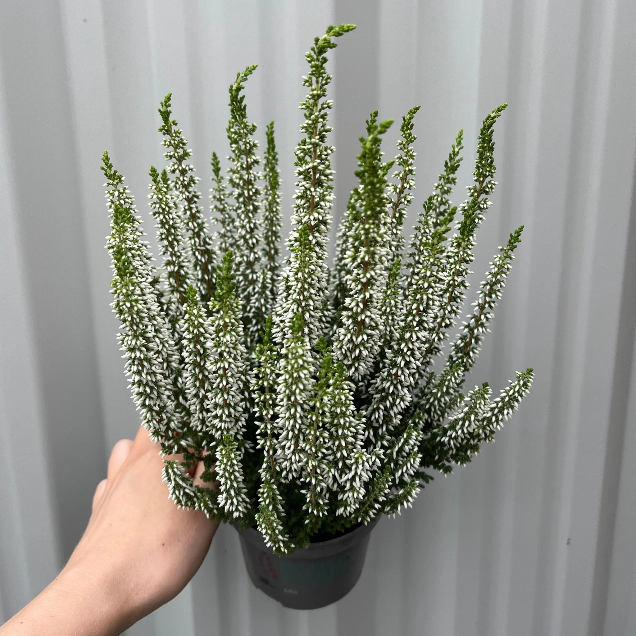 Calluna Heather White (9cm Pot) - Image 2