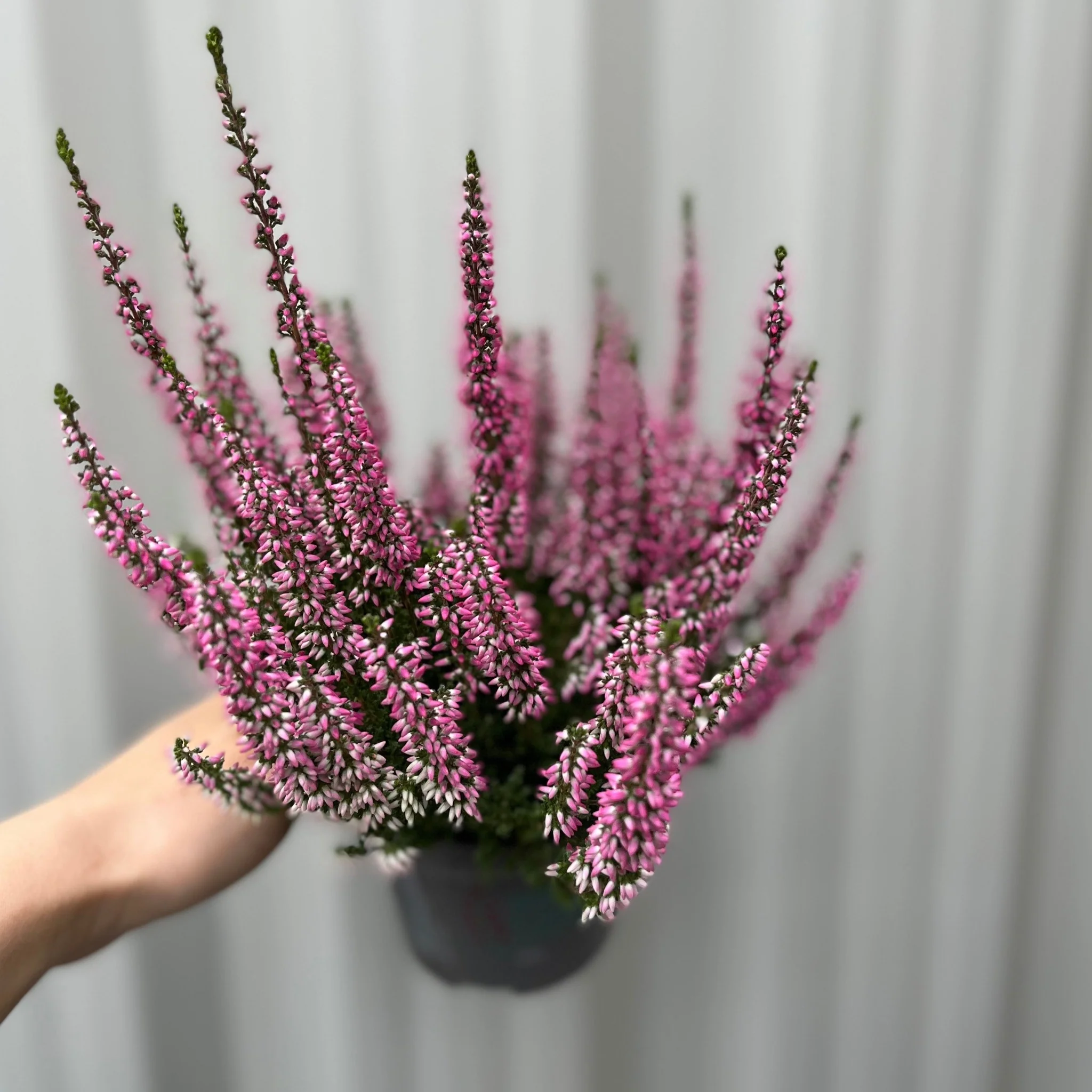 Calluna Heather Pink (9cm Pot) - Image 2