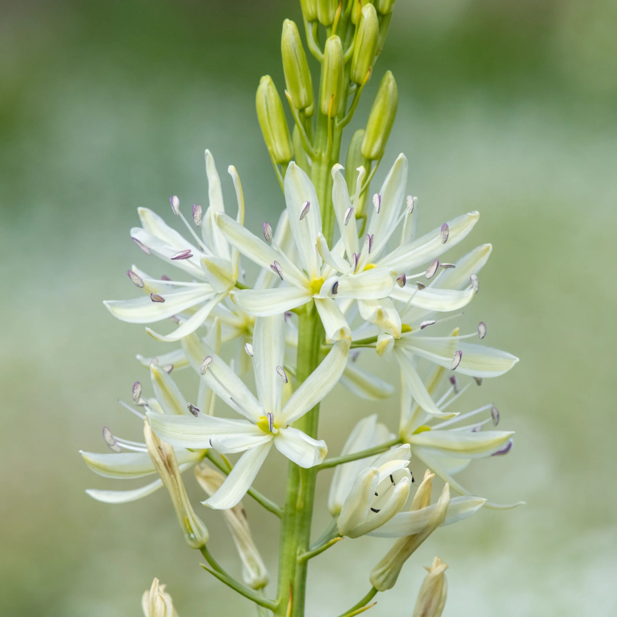 Camassia leichtlinii Alba 9cm Pot - Image 2