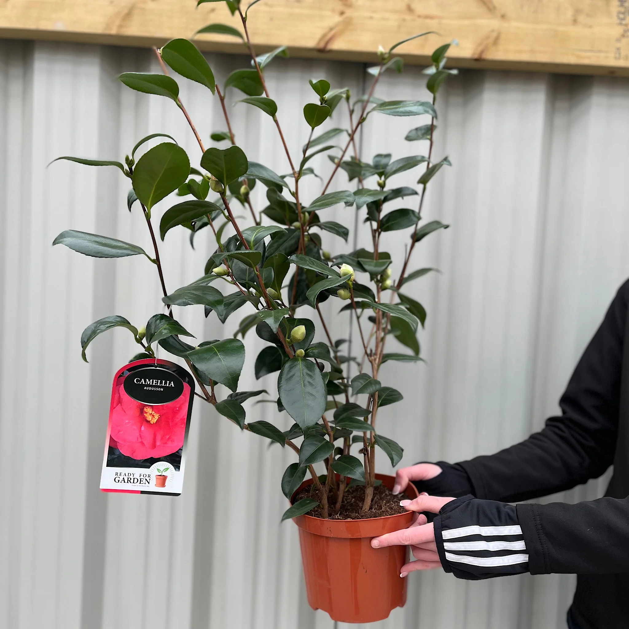 Camellia japonica 'Adolphe Audusson' 3L (70cm Tall) - Image 3
