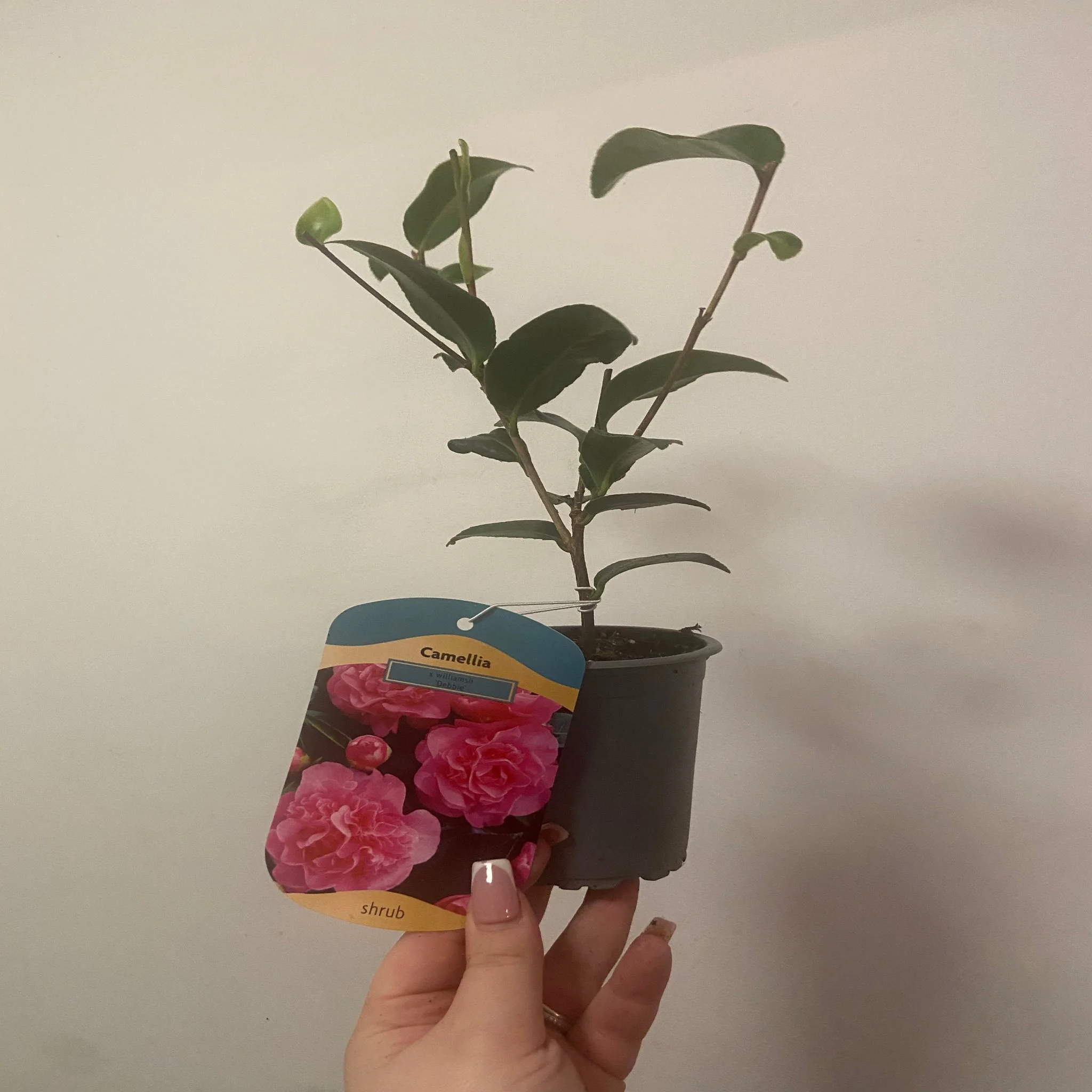Camellia japonica Debbie 9cm / 2L - Image 3