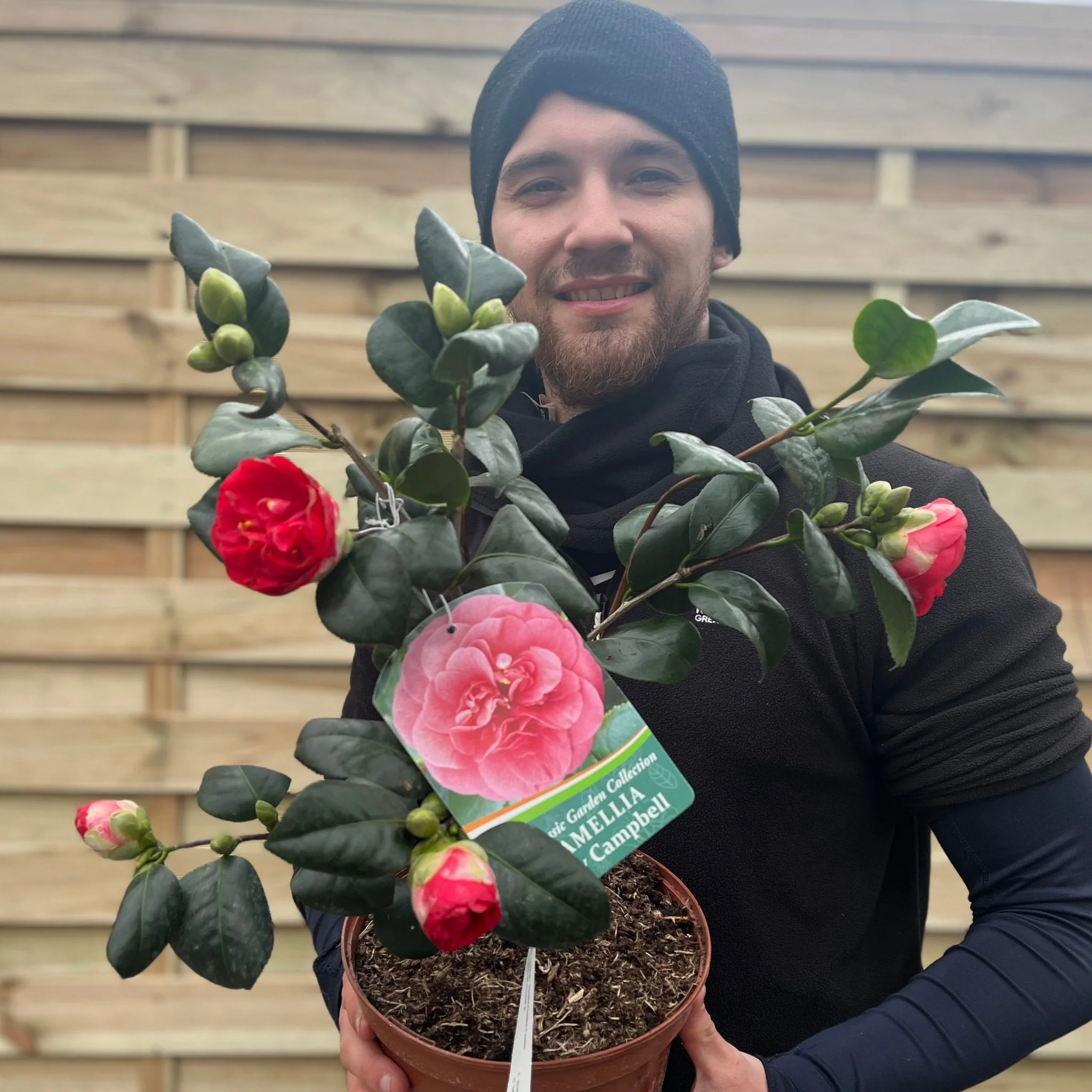 Camellia japonica 'Lady Campbell' 3L - Image 3