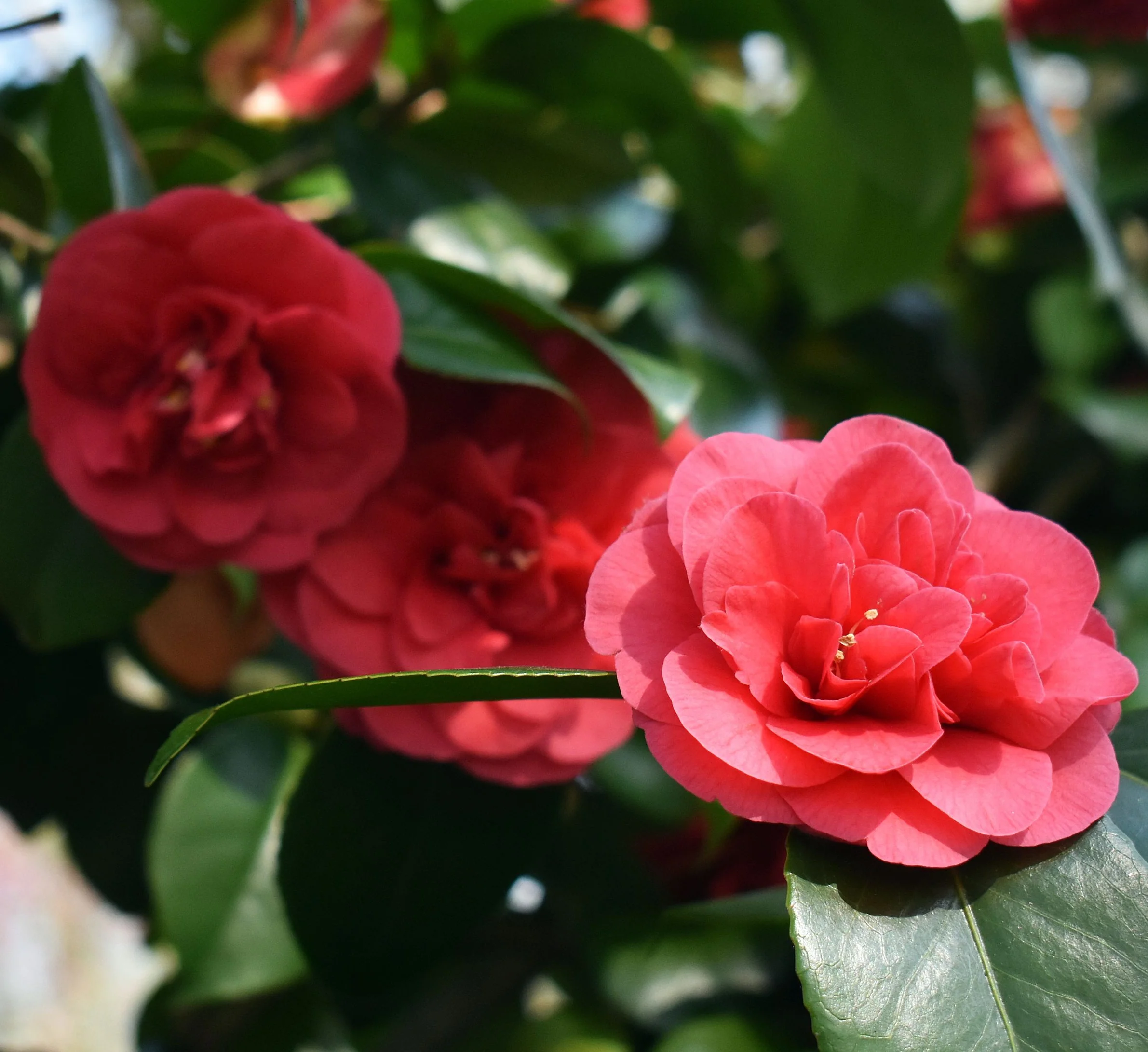 Camellia japonica 'Lady Campbell' 3L - Image 4