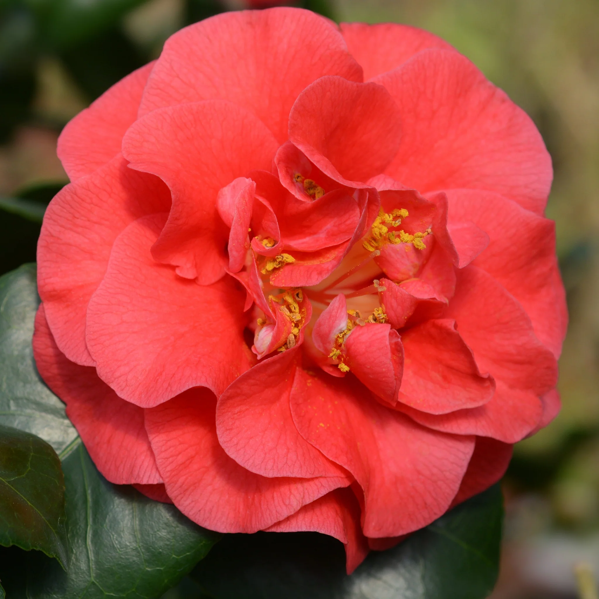 Camellia japonica 'Lady Campbell' 3L - Image 5