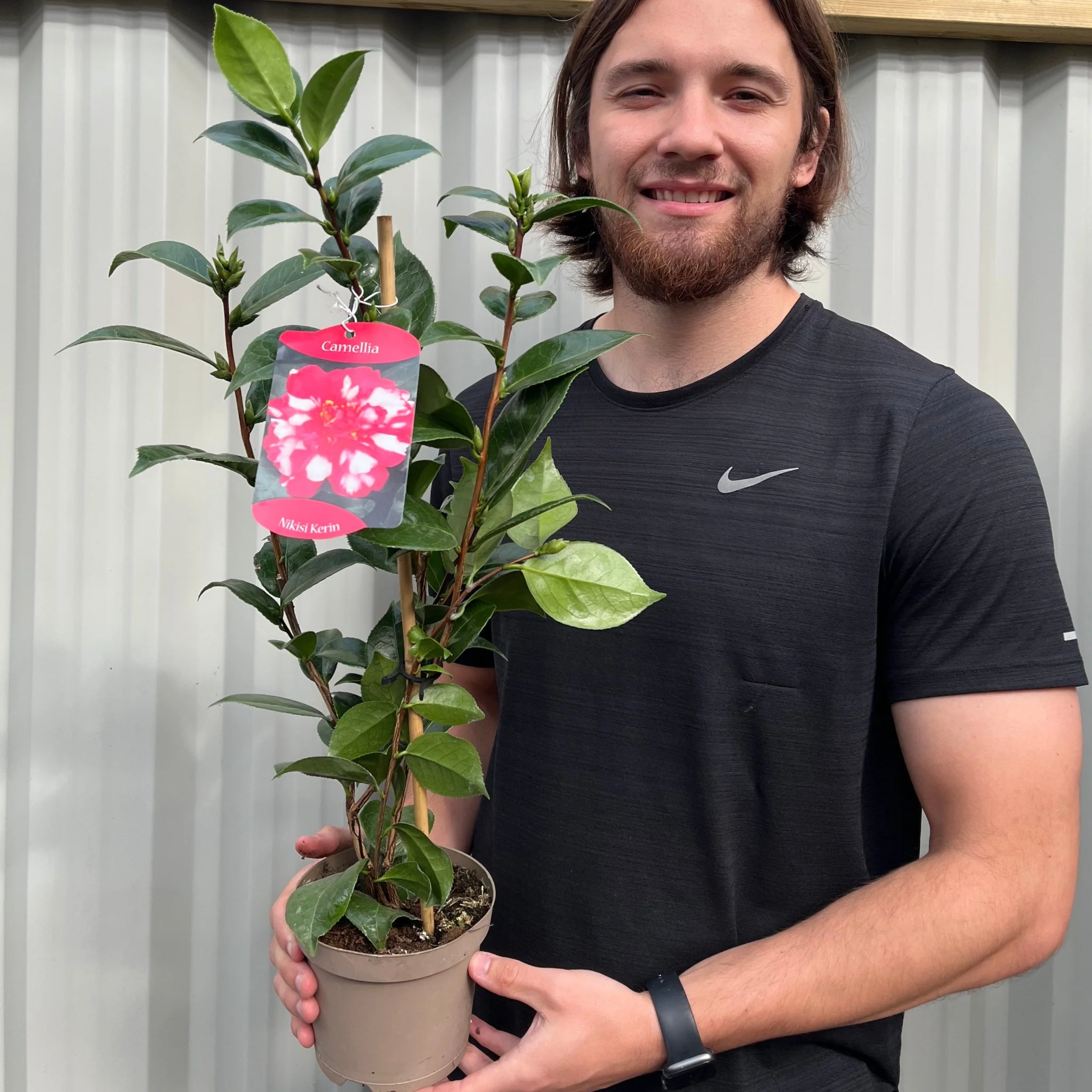Camellia japonica Nikisi Kerin 60cm - Image 2