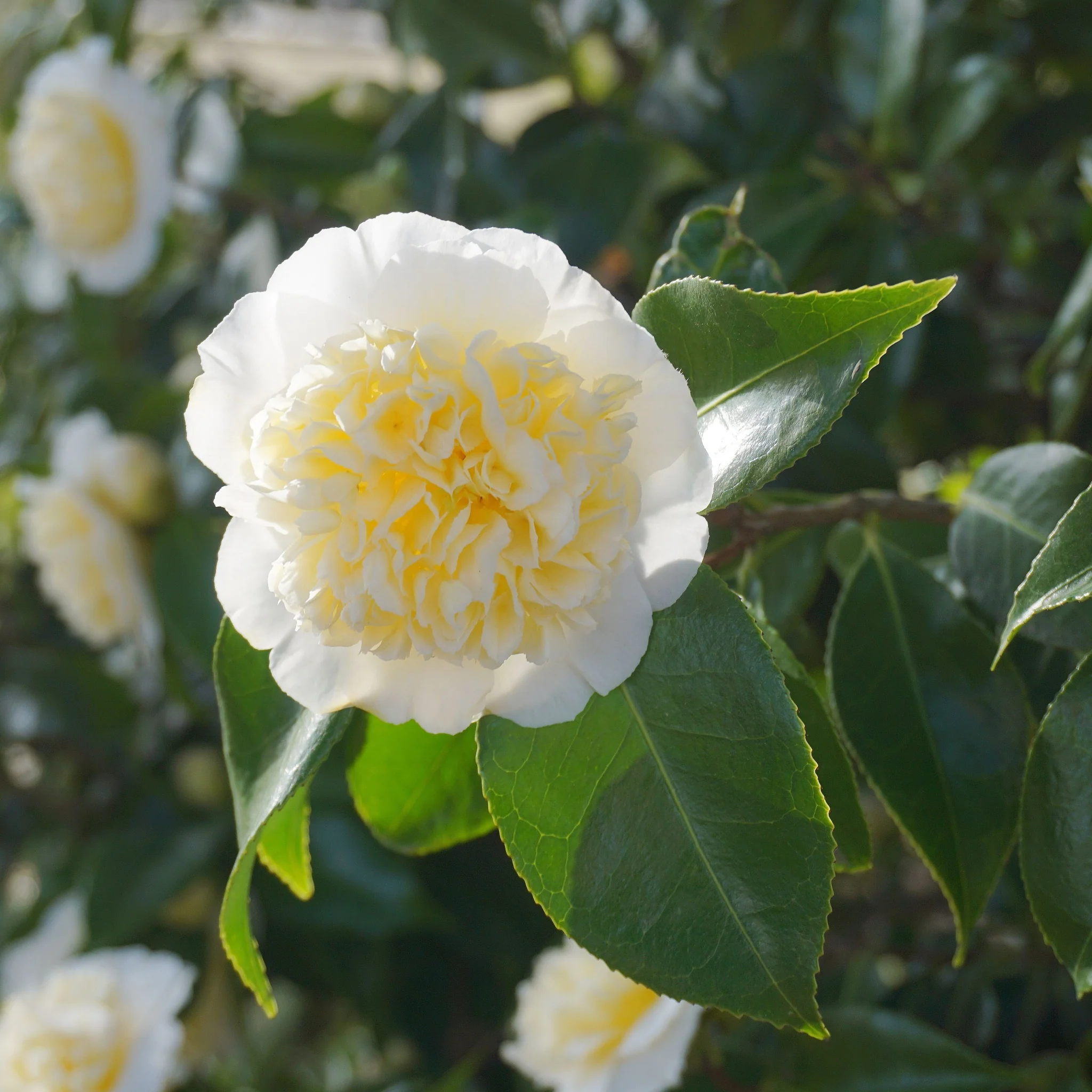 Camellia japonica 'Nobilissima' 9cm, 20-30cm height - Image 3