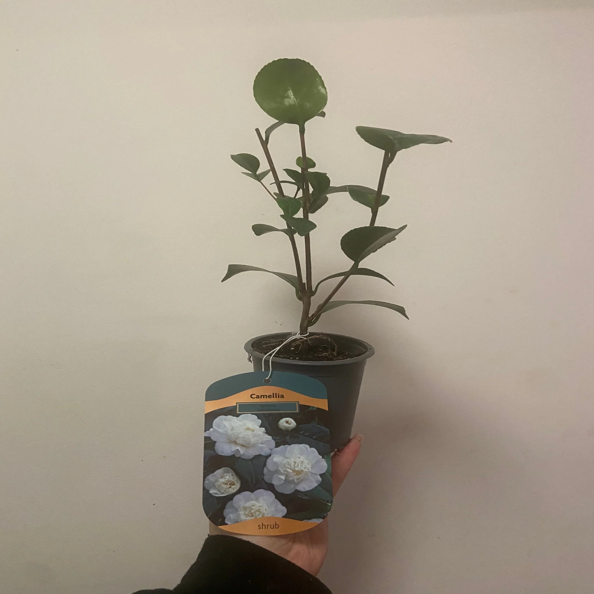 Camellia japonica 'Nobilissima' 9cm, 20-30cm height - Image 4