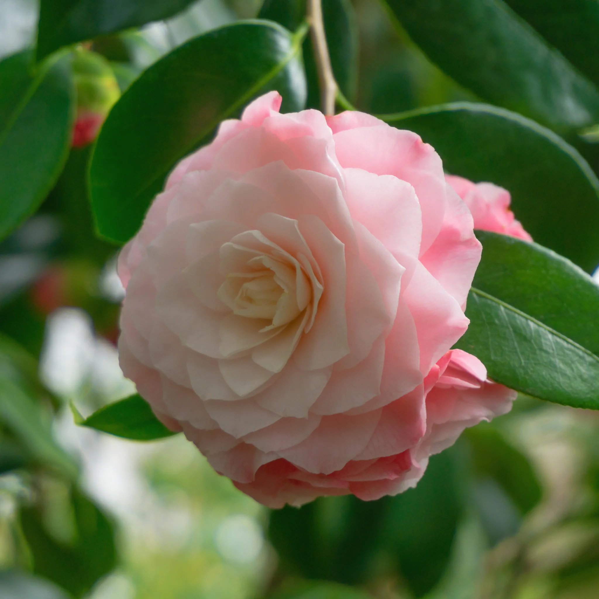 Camellia japonica 'Nuccio's Pearl' 60cm / 100cm - Image 2