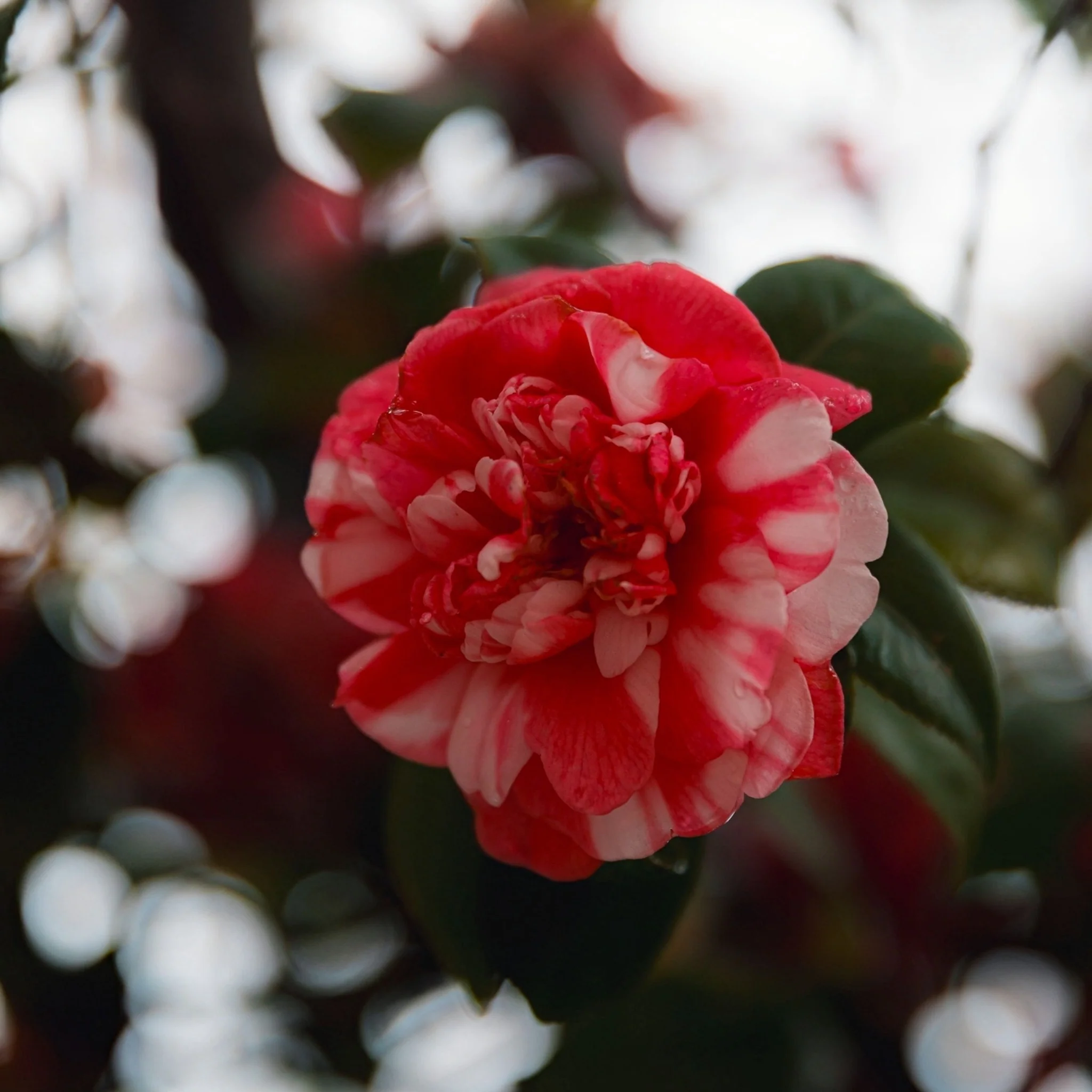Camellia japonica 'Princess Bacchiocci' 40-50cm