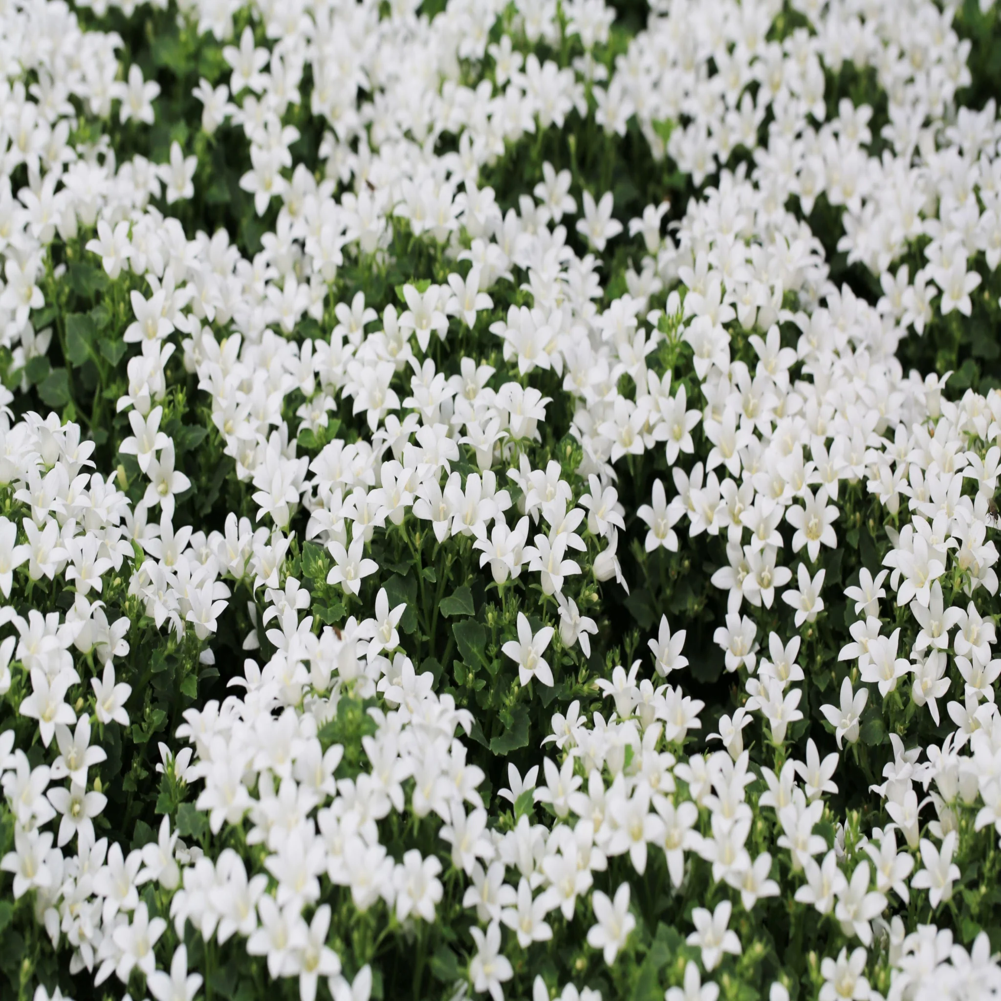 Campanula portenschlagiana 'Clockwise' White 9cm - Image 2