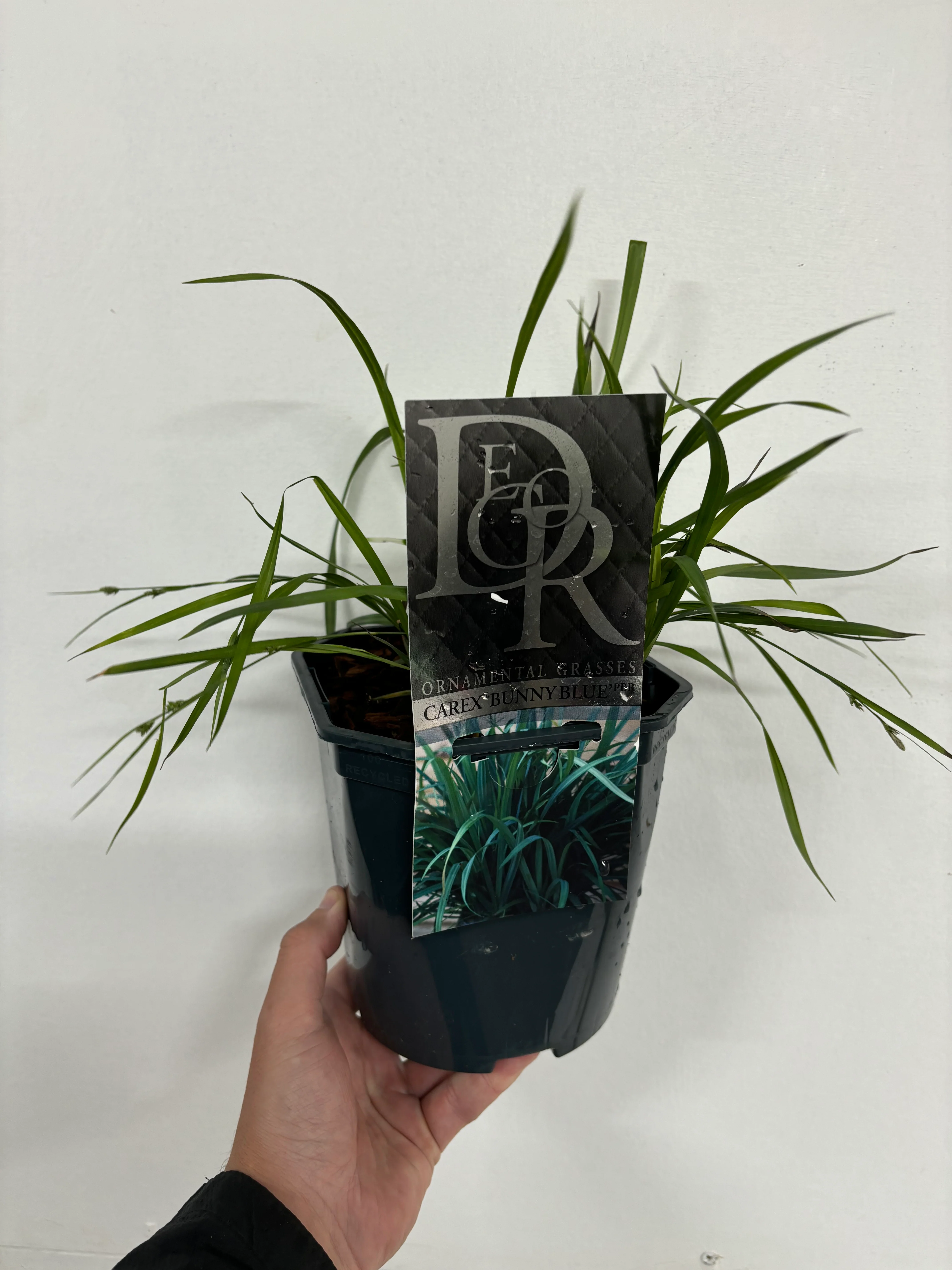 Carex 'Bunny Blue' 2L - Image 2