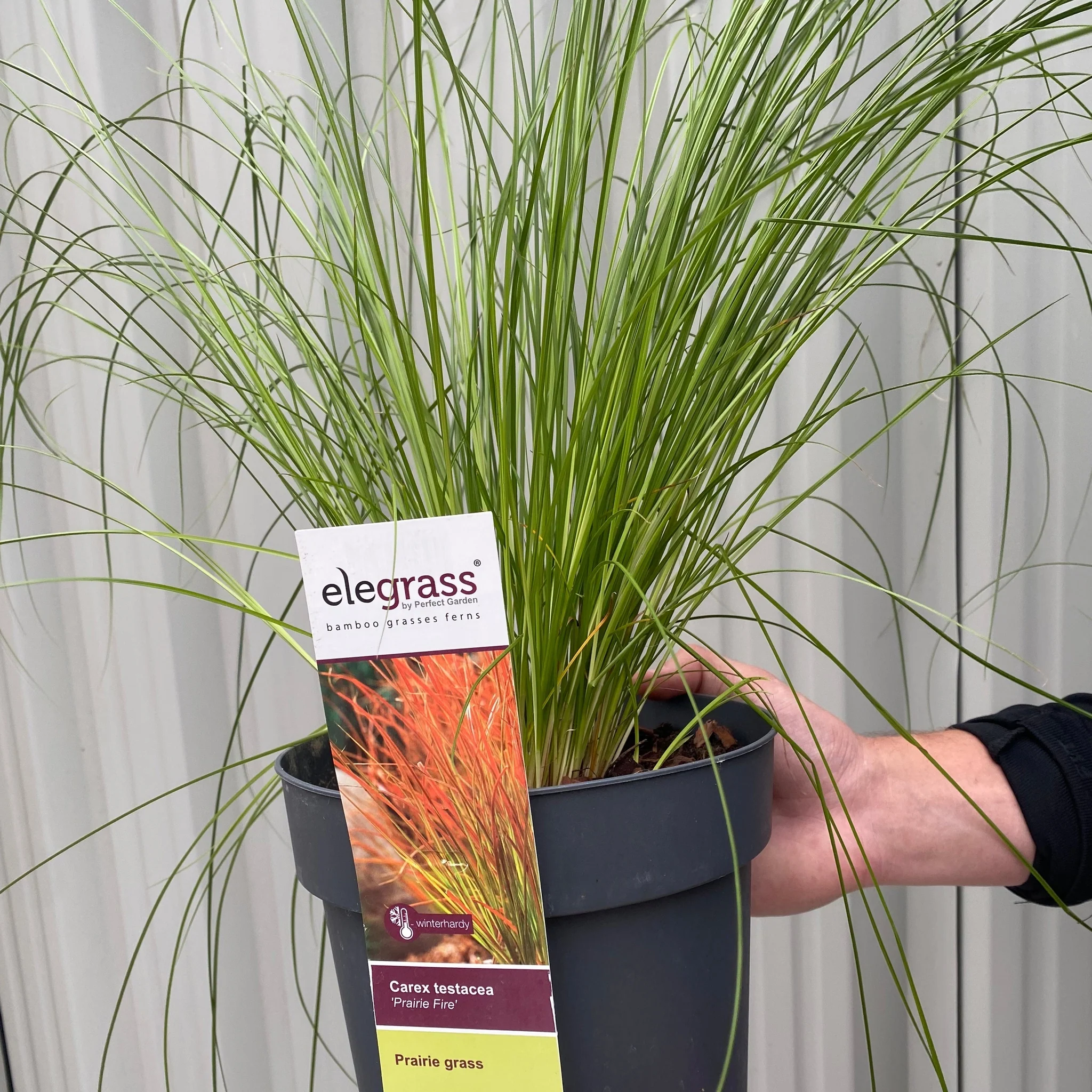 Carex testacea 'Prairie Fire' Grass 3L - Image 4