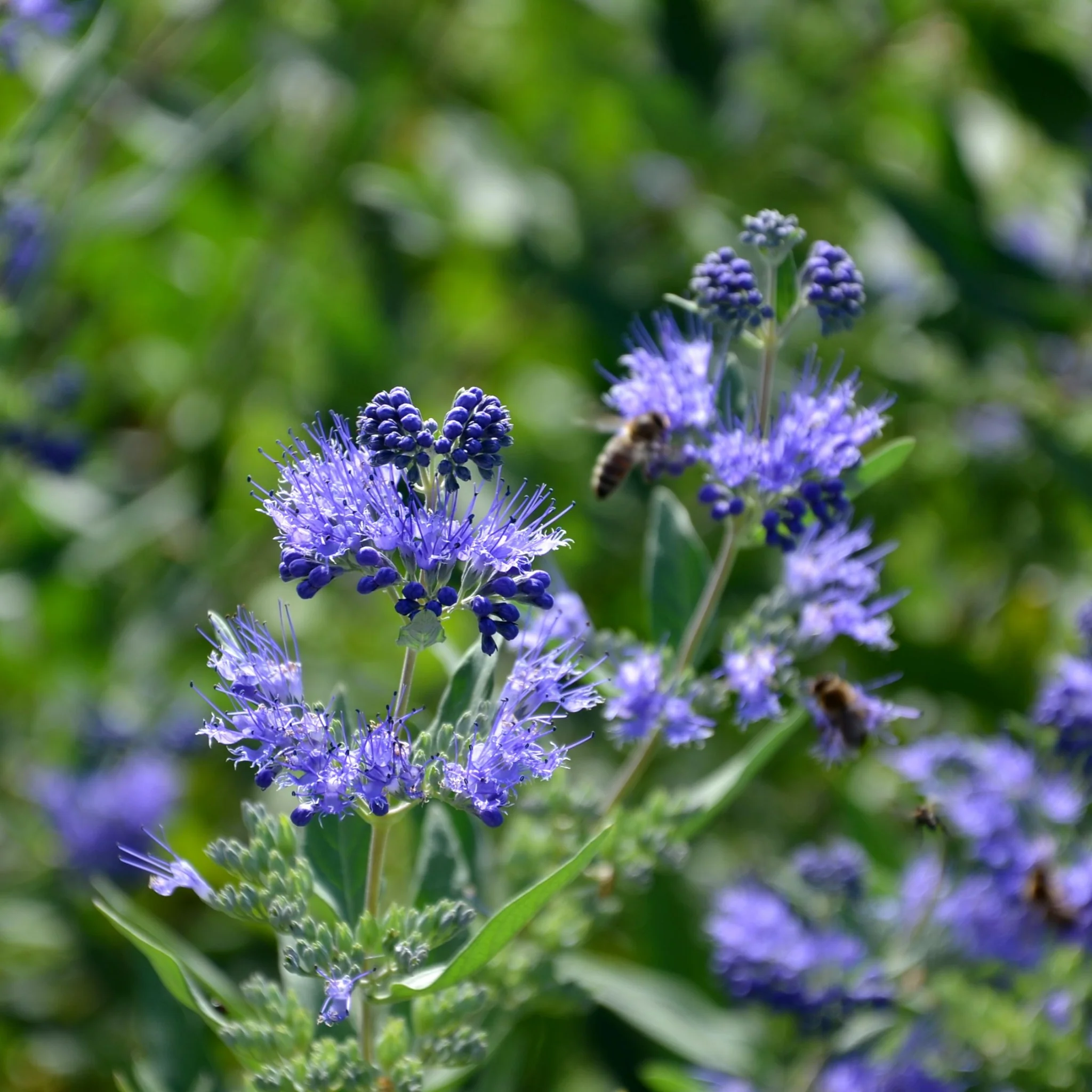 Caryopteris 'Heavenly Blue' 2L - Image 2