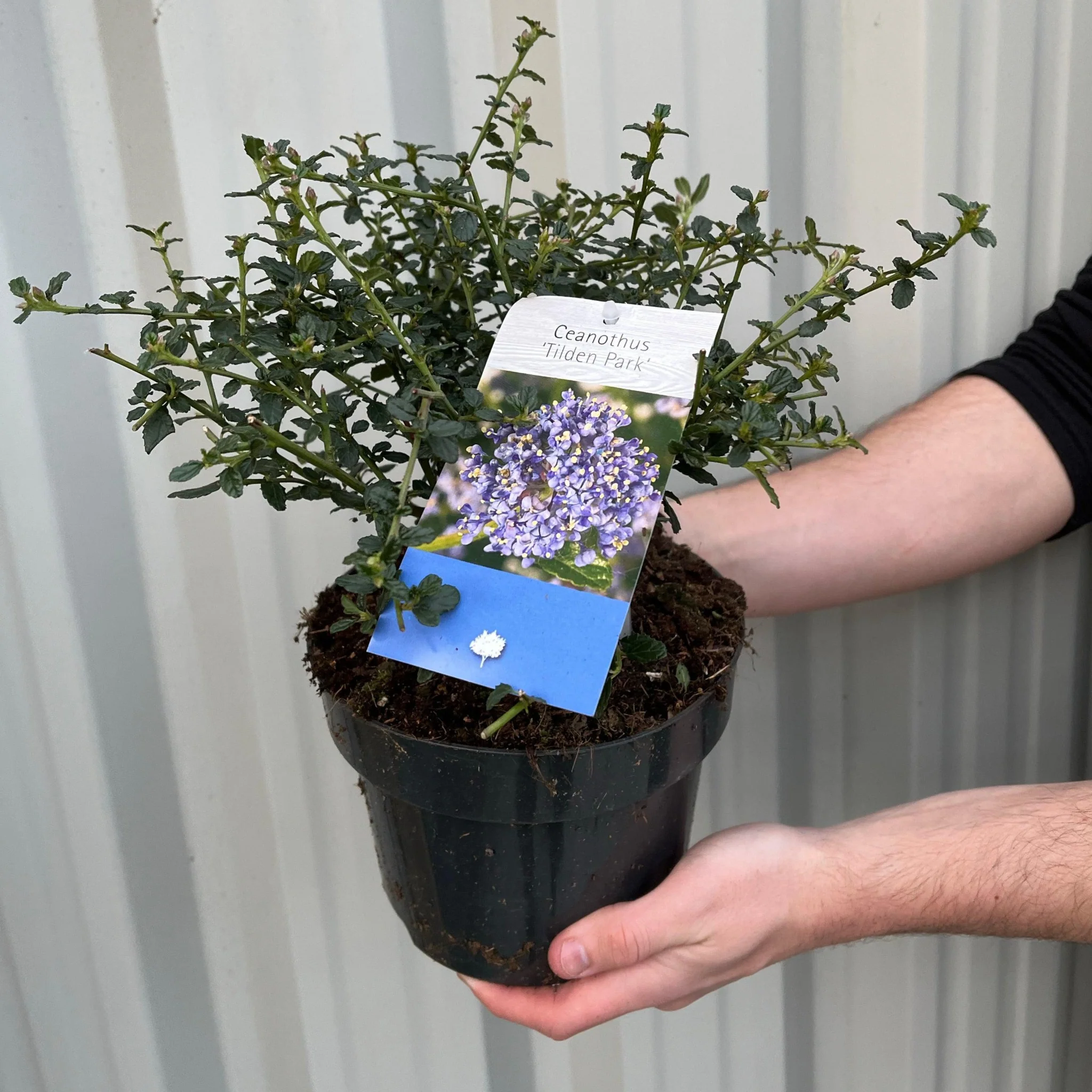 Ceanothus 'Tilden Park' (Californian Lilac) 2L - Image 2