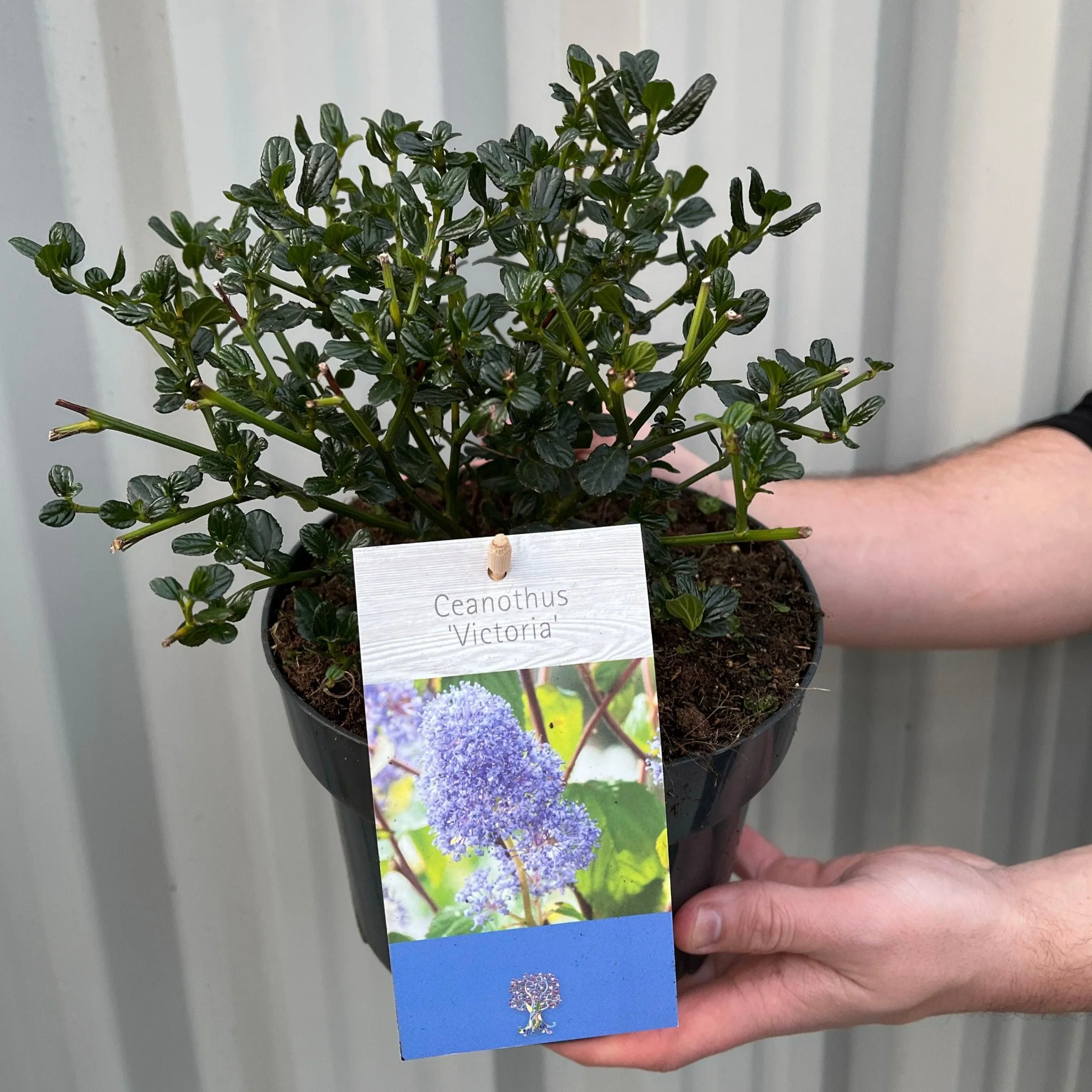 Ceanothus 'Victoria' (Californian Lilac) 9cm/2L/5L/10L - Image 2