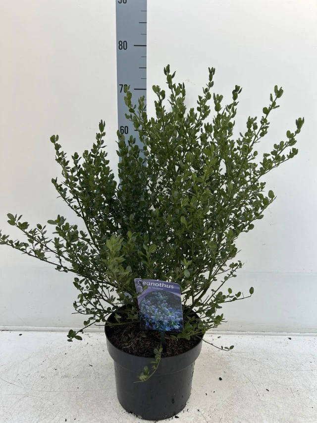 Ceanothus 'Victoria' (Californian Lilac) 9cm/2L/5L/10L - Image 8
