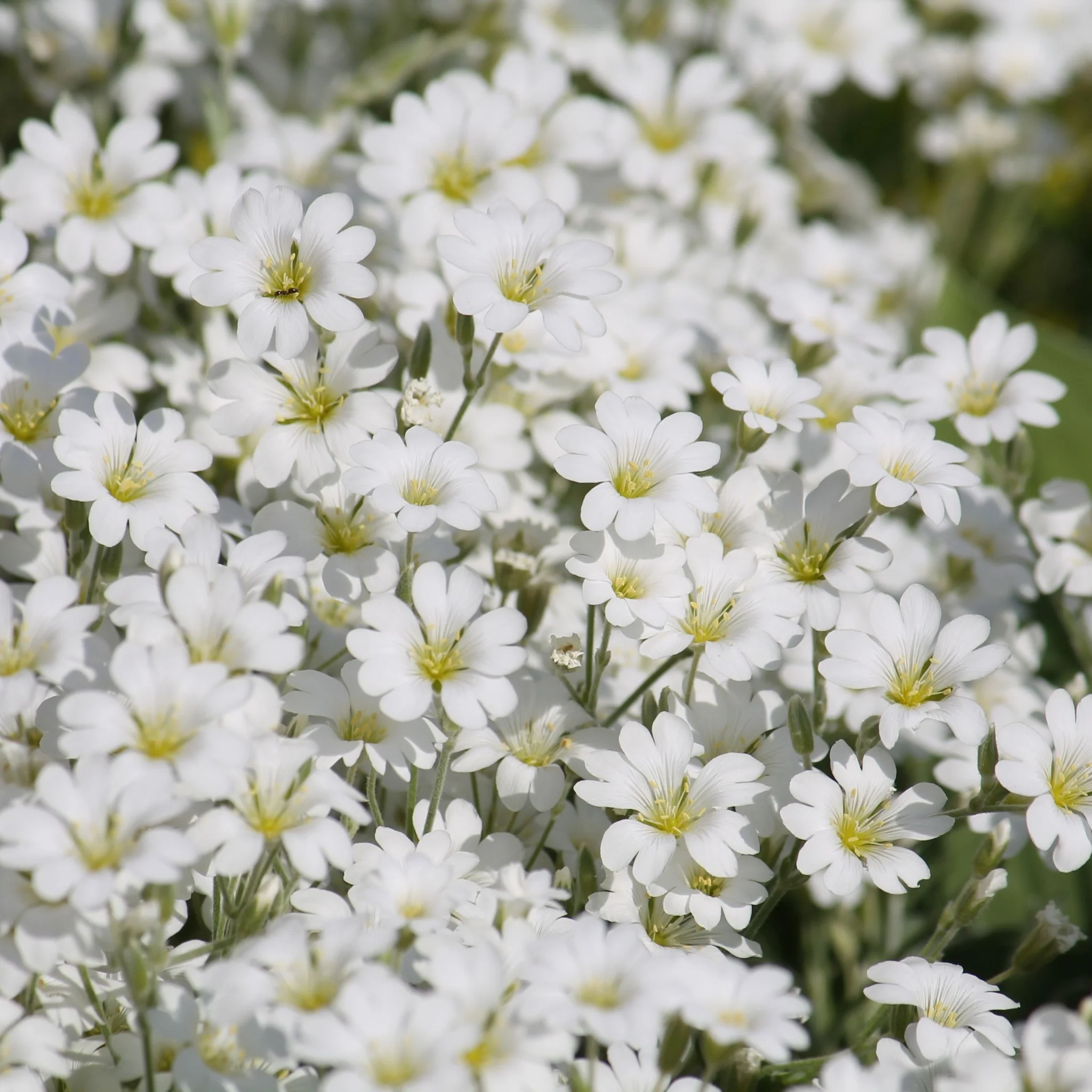 CERASTIUM tomentosum 9cm - Image 2
