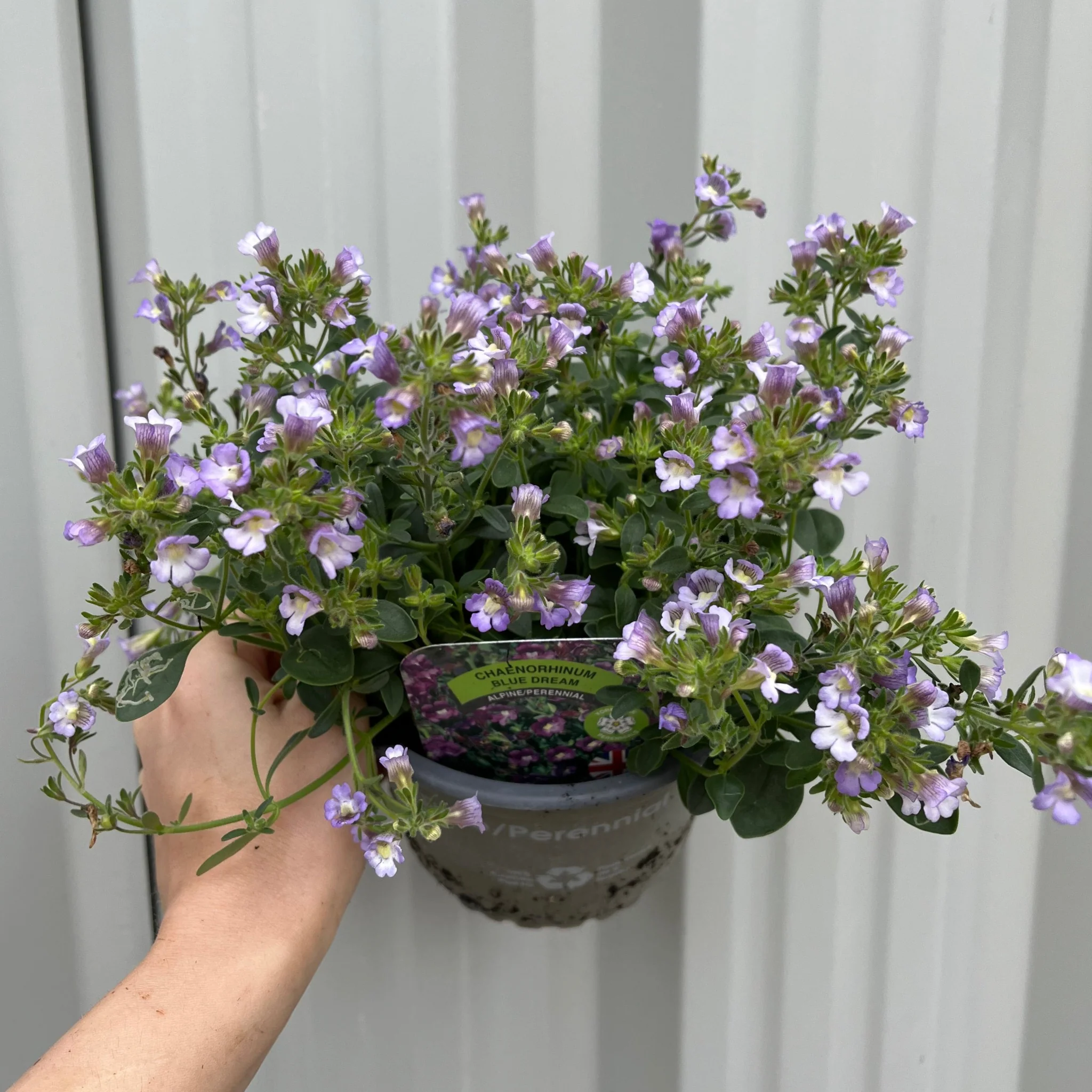 Chaenorhinum origanifolium Blue Dream 1.5L