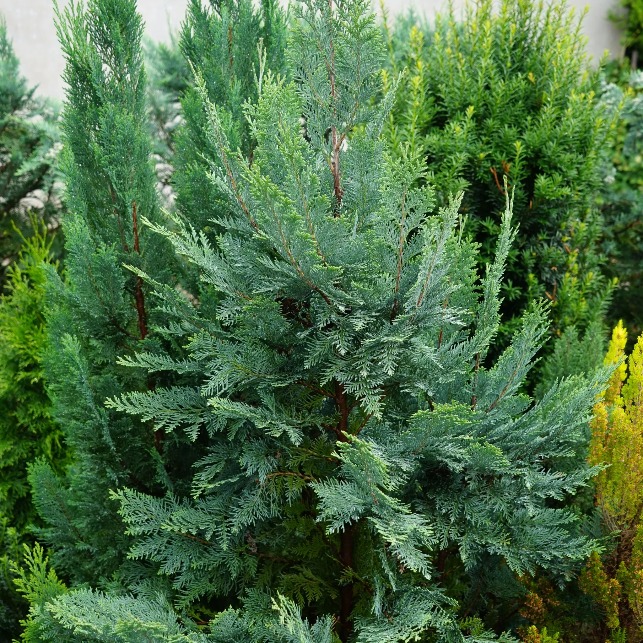 Chamaecyparis lawsoniana 'Van Pelt's Blue' 2L (50-60cm inc. pot) - Image 2